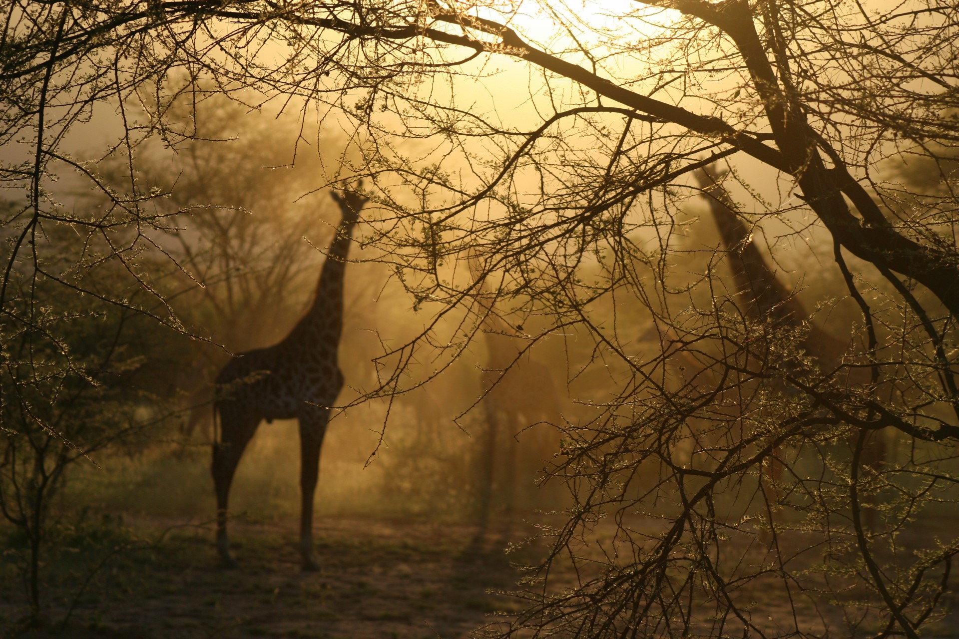 Giraffes in foggy forest at sunrise HD Wallpaper
