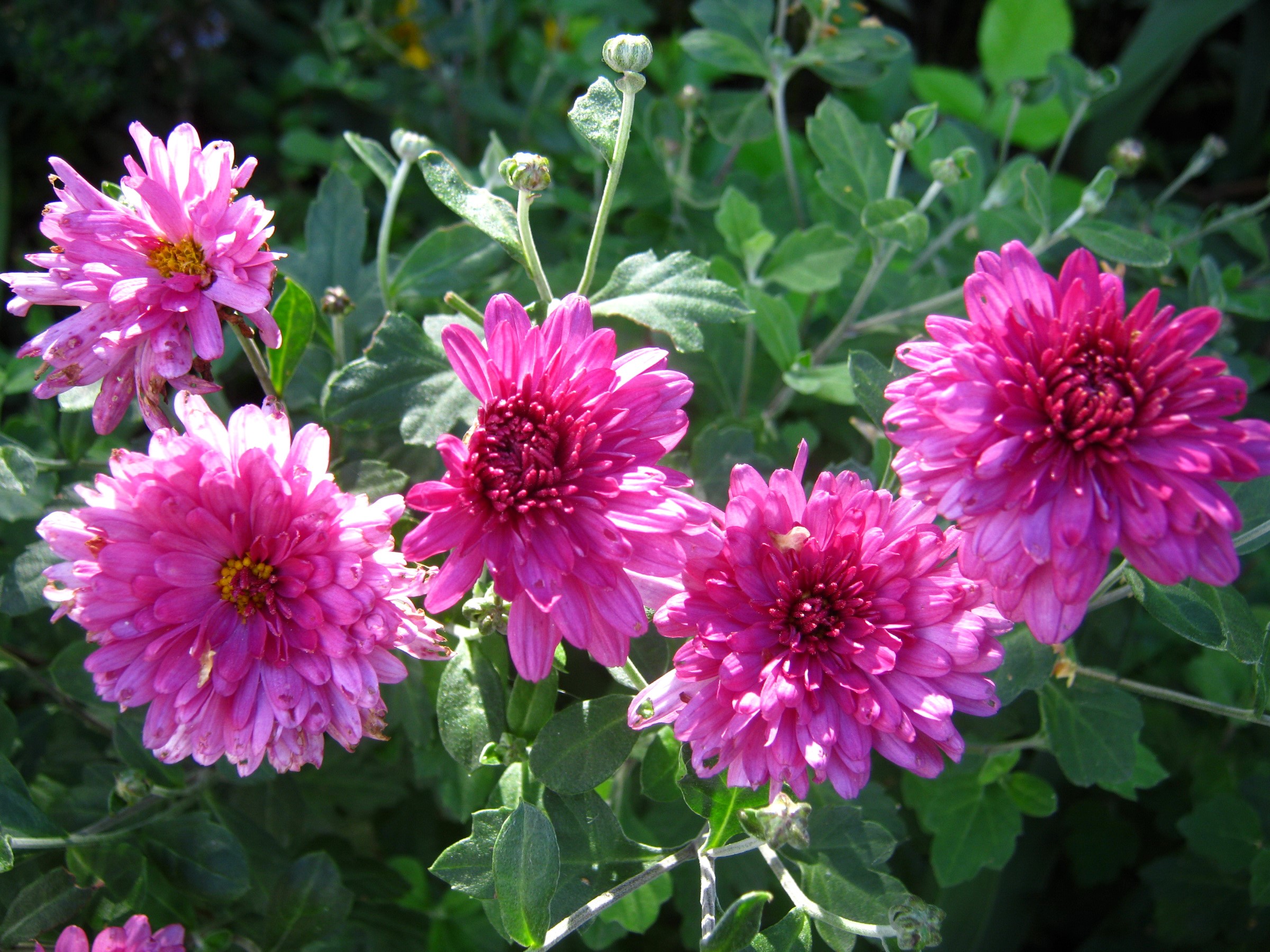 Pink Chrysanthemums in a Garden HD Wallpaper