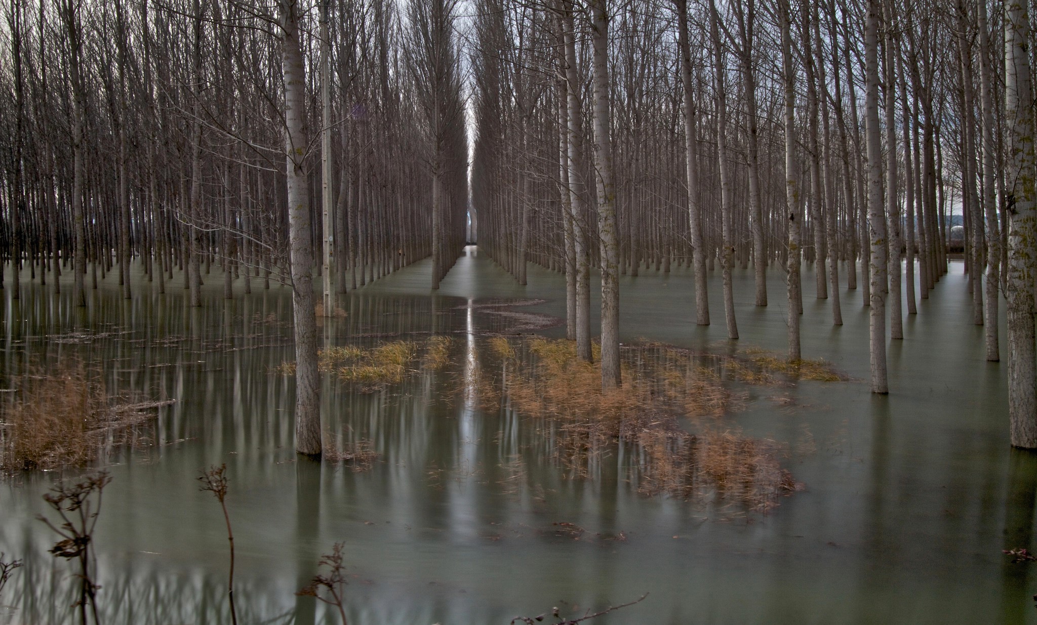 Flooded forest with rows of bare trees HD Wallpaper