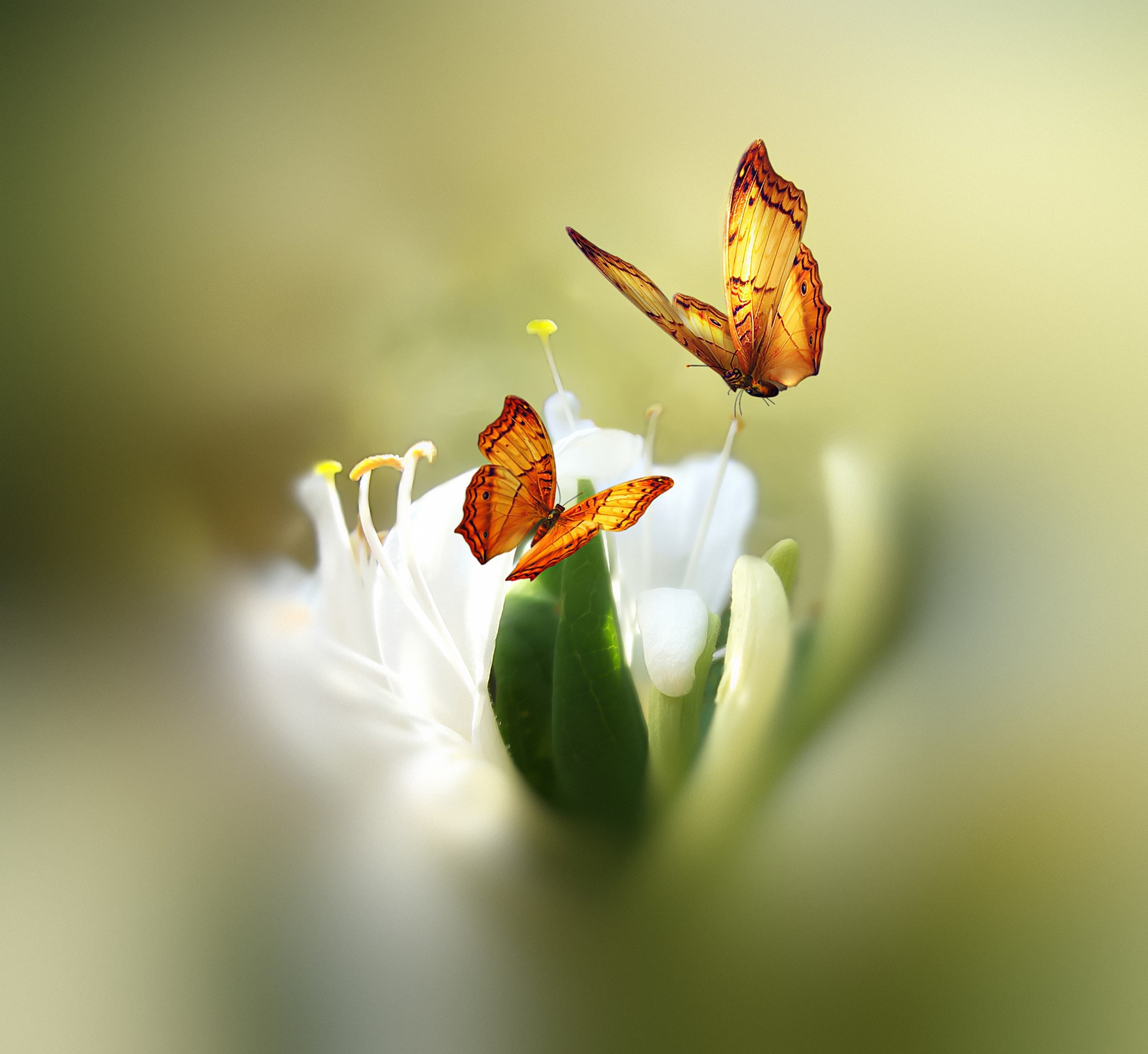 Two orange butterflies on a white flower HD Wallpaper
