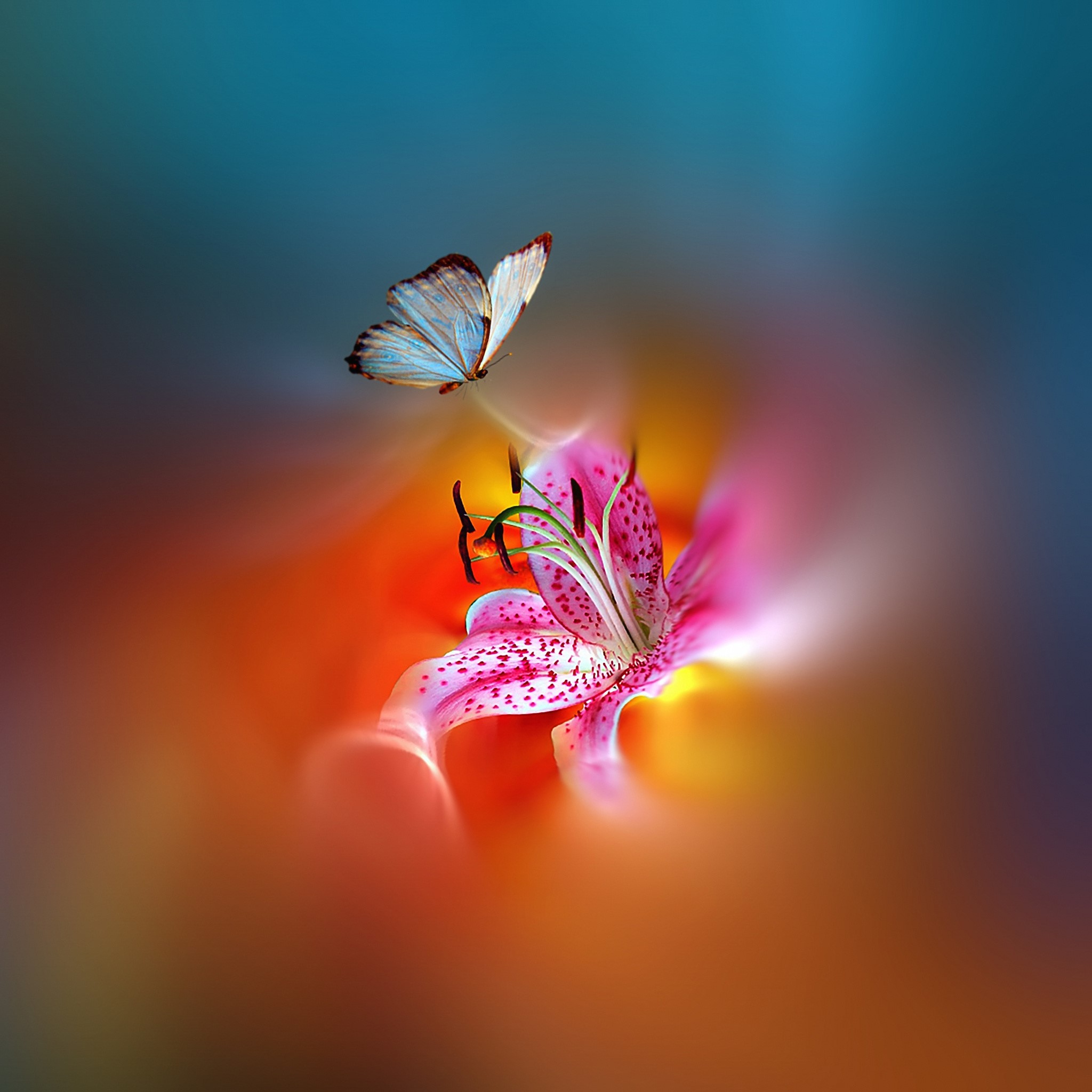 Butterfly and pink lily flower HD Wallpaper