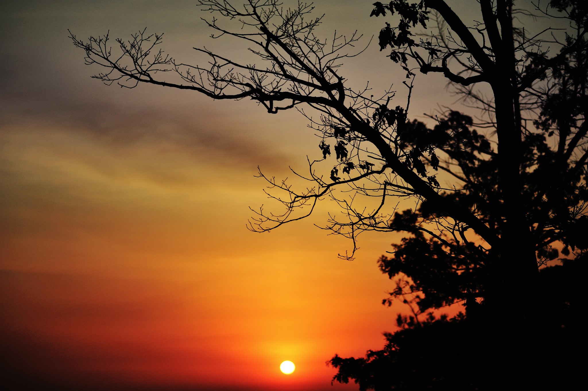 Silhouette of tree branches against a sunset HD Wallpaper