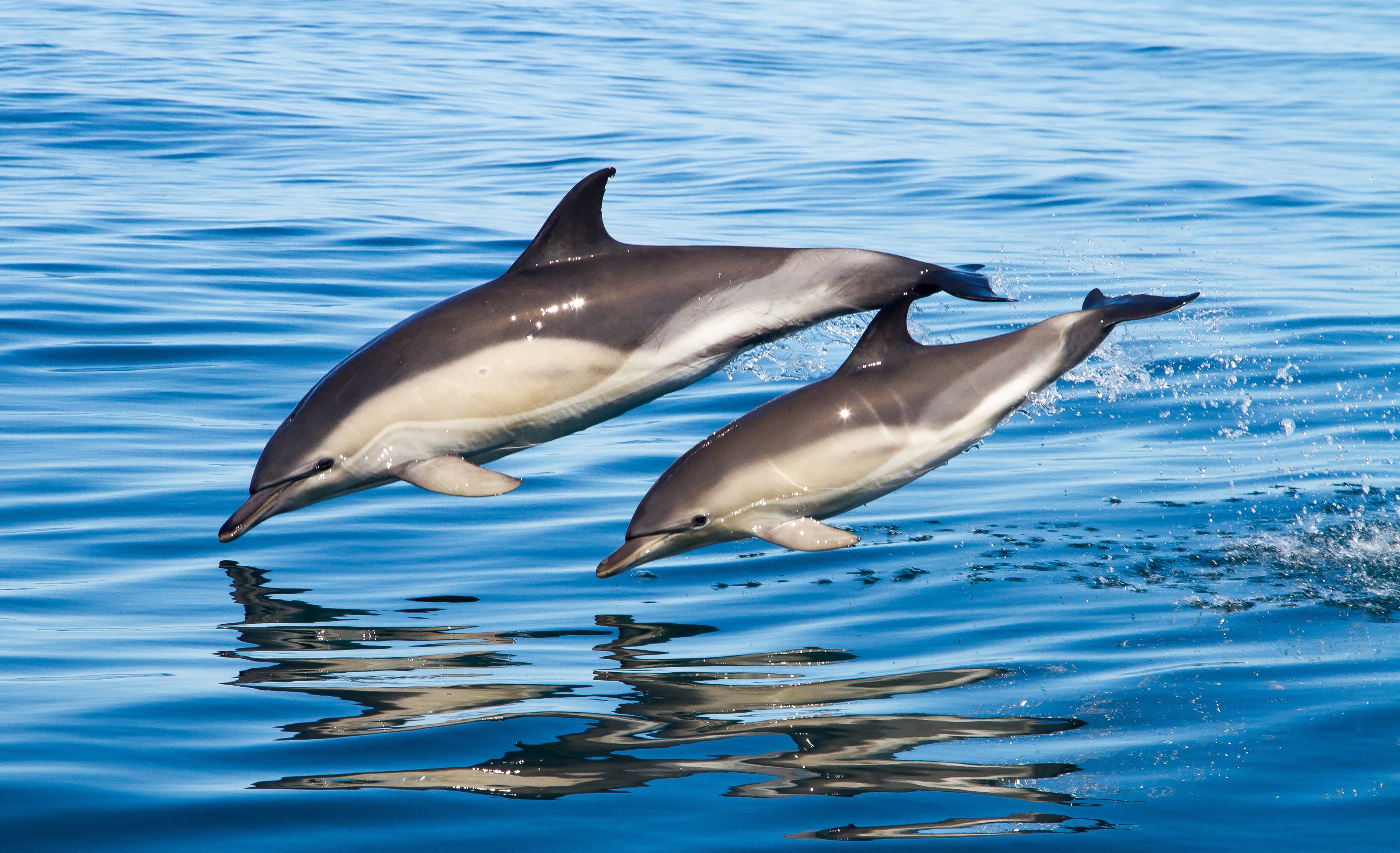 Two dolphins jumping out of blue water HD Wallpaper