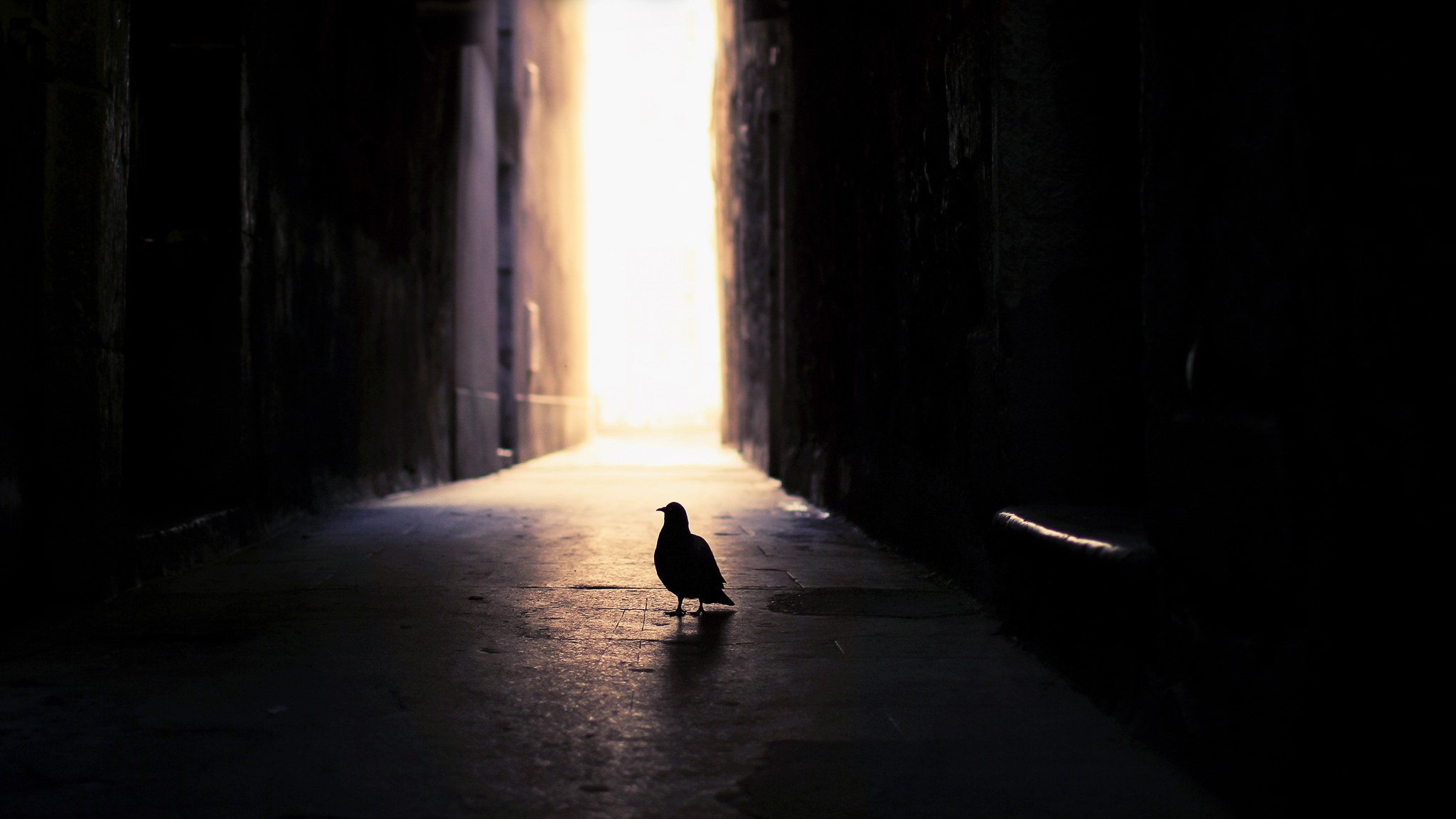Silhouette of a pigeon in a dark alleyway with bright light at the end HD Wallpaper