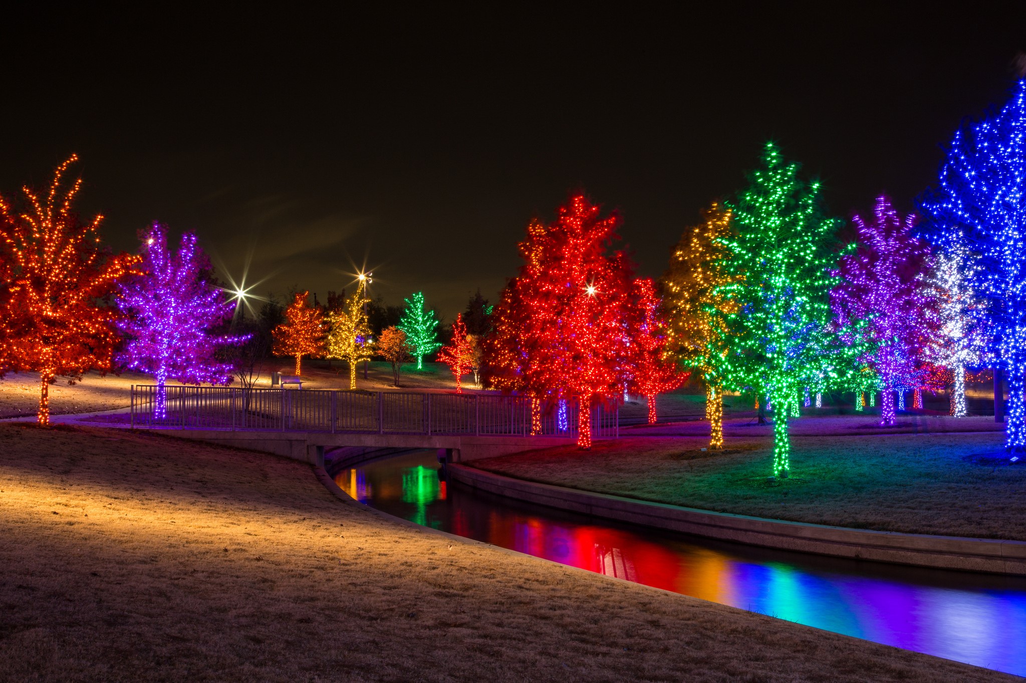Trees decorated with colorful fairy lights at night HD Wallpaper