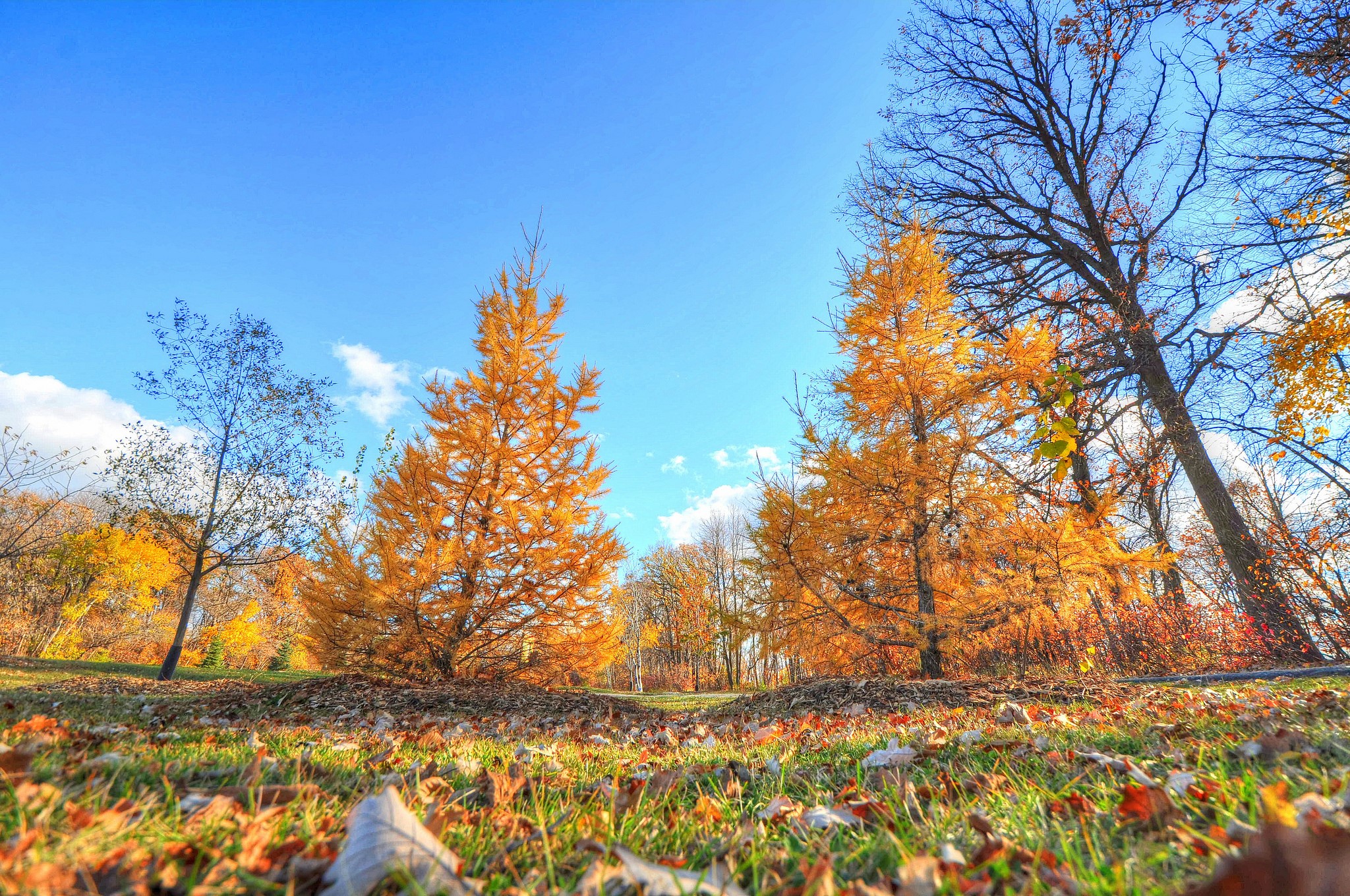 Autumn trees with golden leaves under a blue sky HD Wallpaper