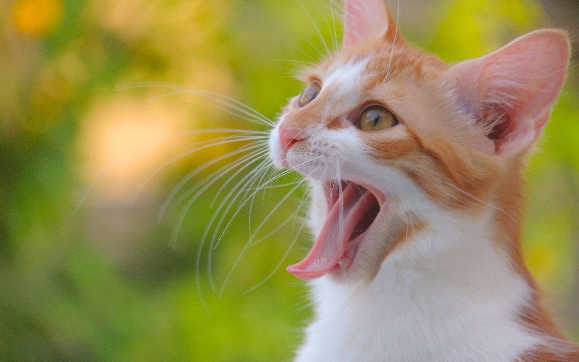 Orange and white kitten yawning HD Wallpaper