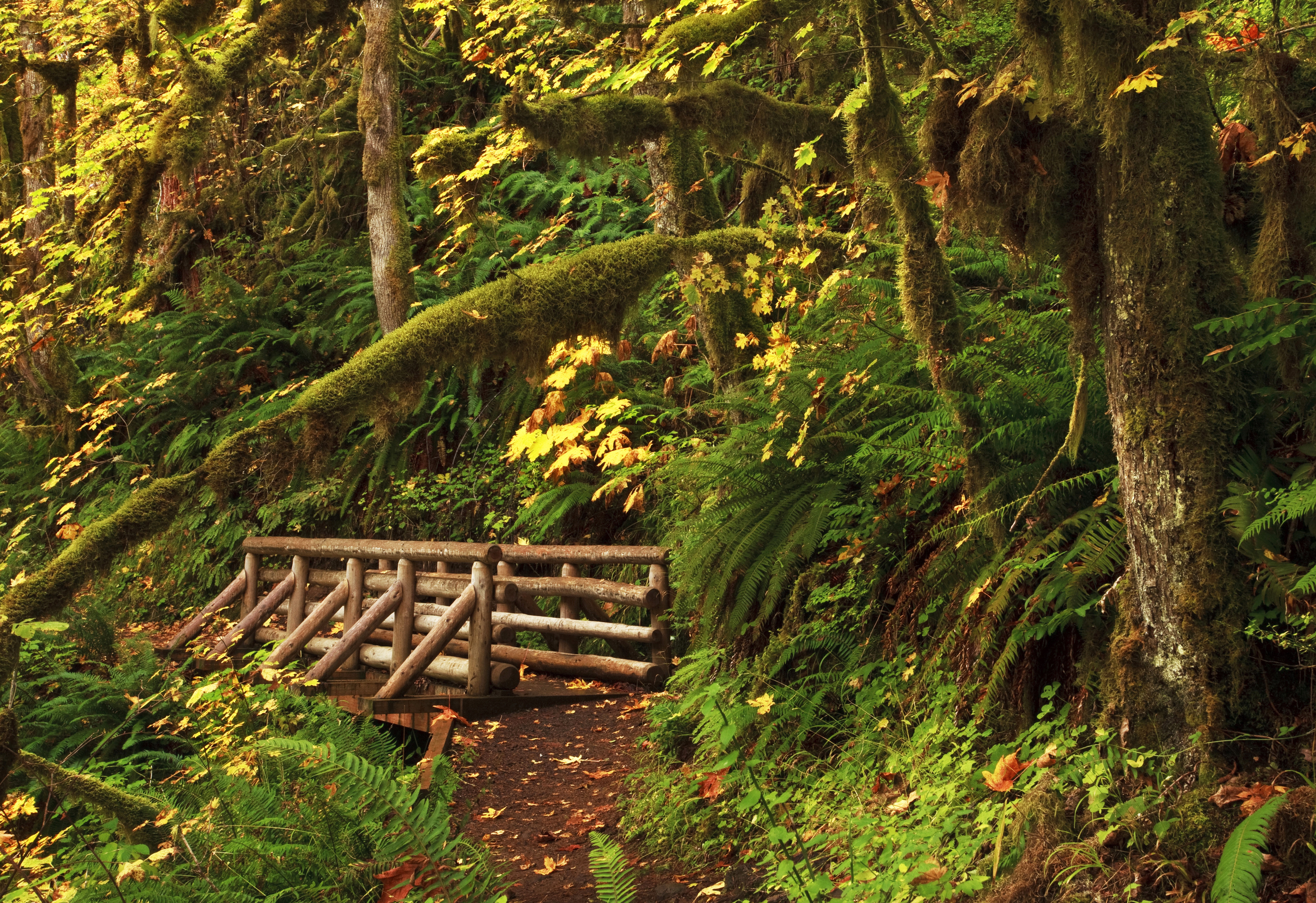 Wooden bridge in a moss-covered forest in Oregon HD Wallpaper