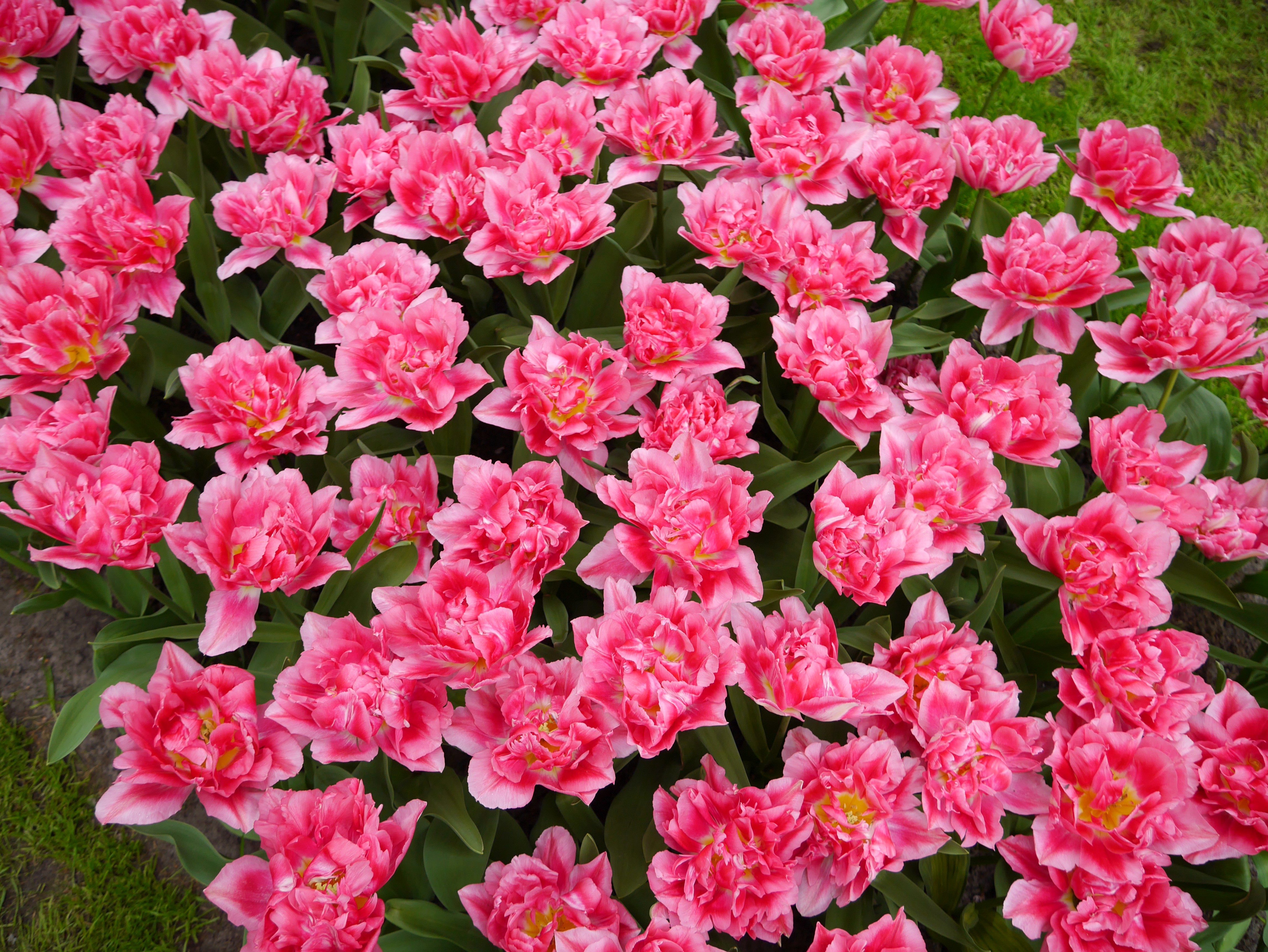 Many Pink Tulips HD Wallpaper
