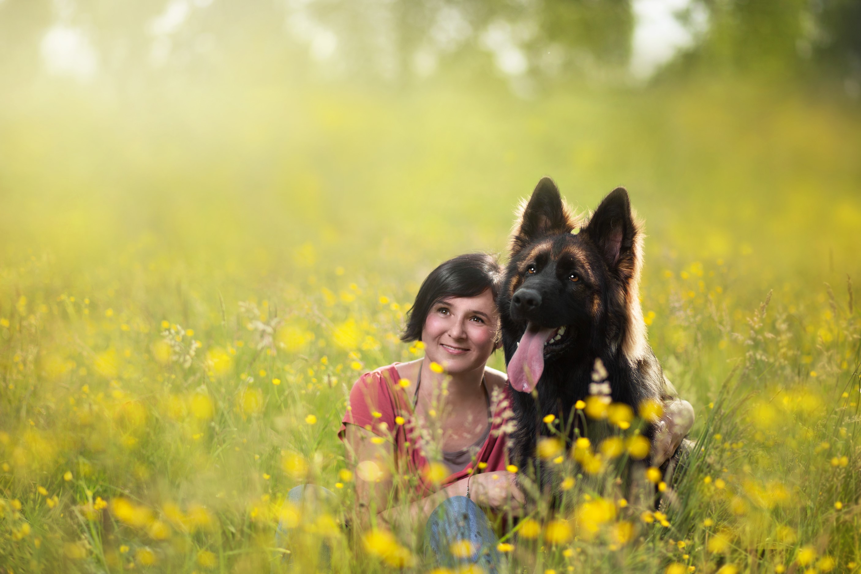 Woman and German Shepherd in a field of yellow flowers HD Wallpaper