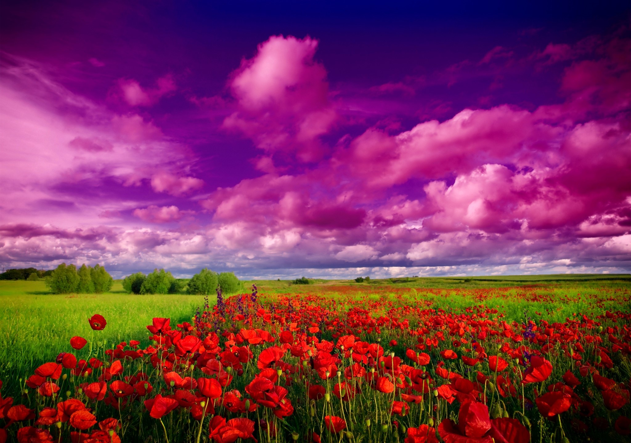 Field of red poppies under a purple sky HD Wallpaper