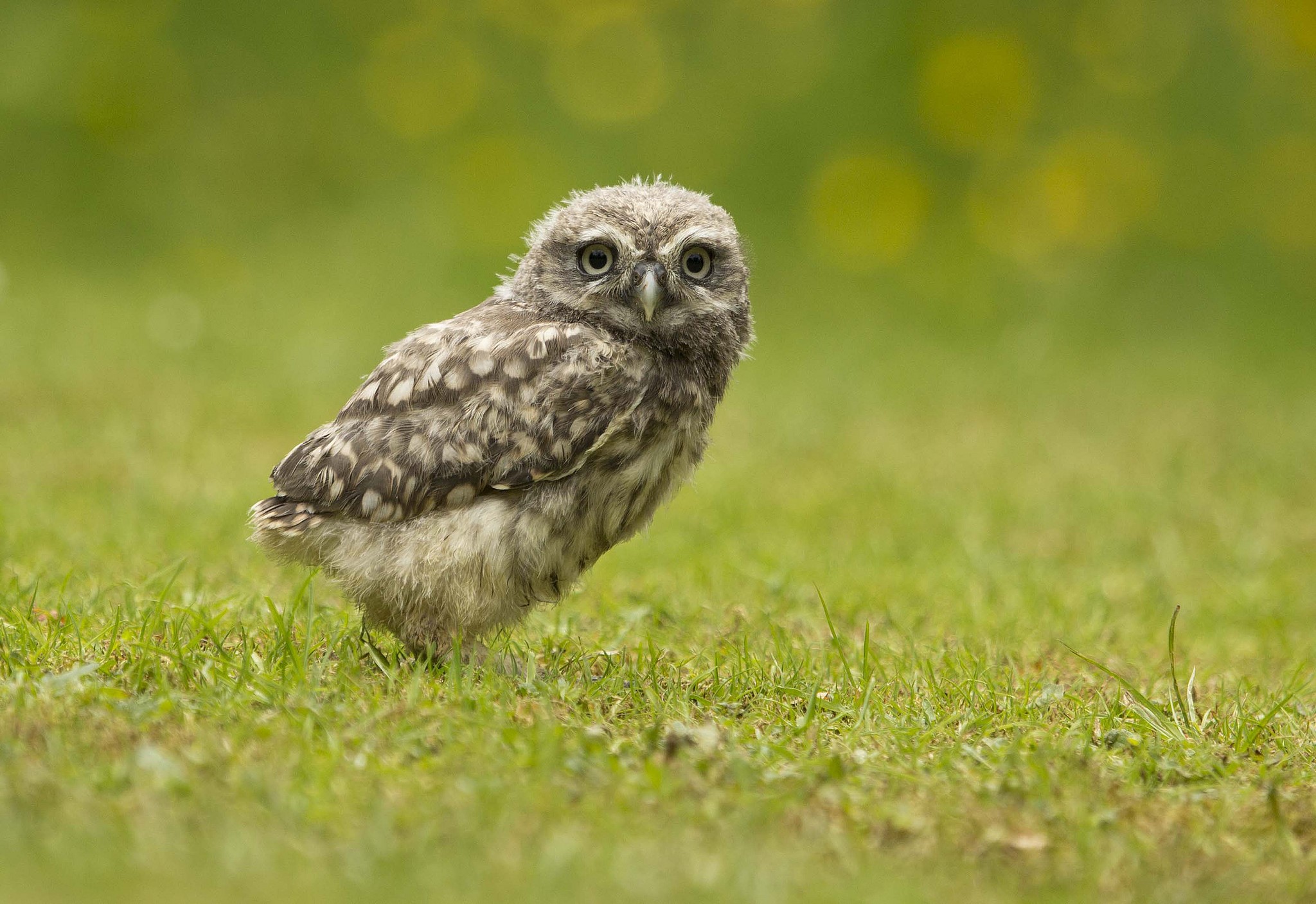 A young owl stands on green grass HD Wallpaper