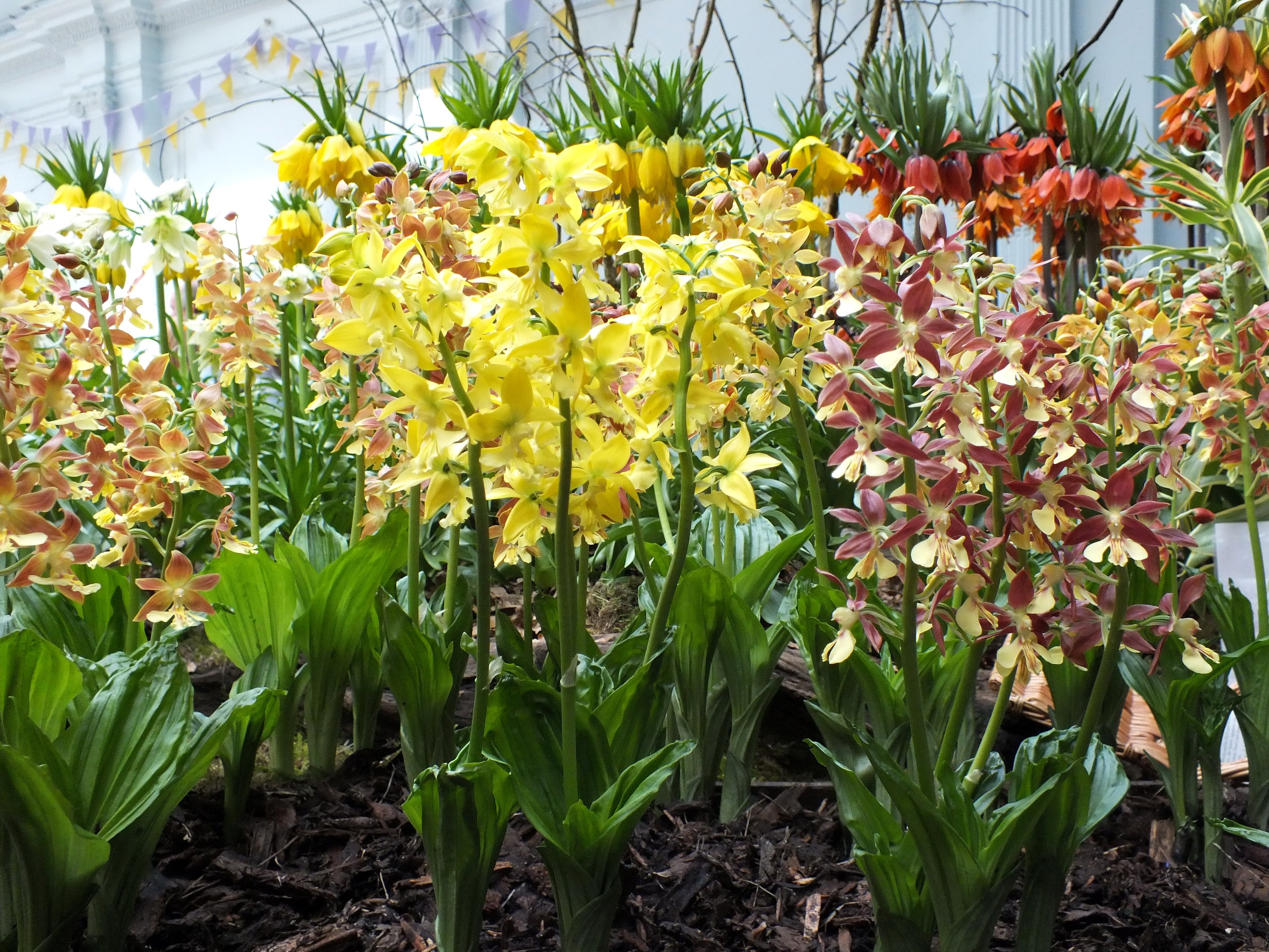 A display of colorful orchids and imperial fritillaries HD Wallpaper