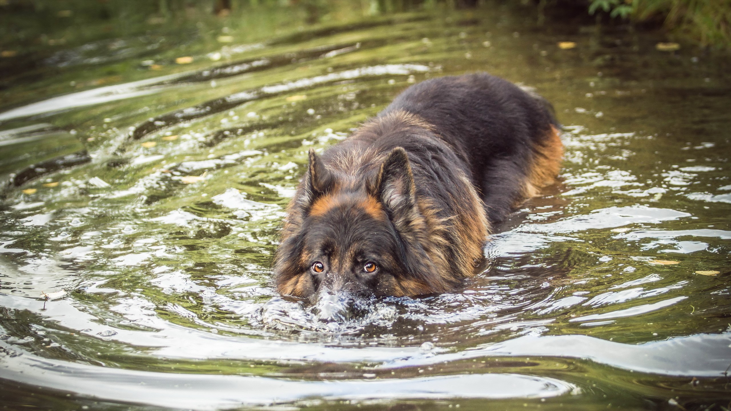 German Shepherd dog swimming in water HD Wallpaper