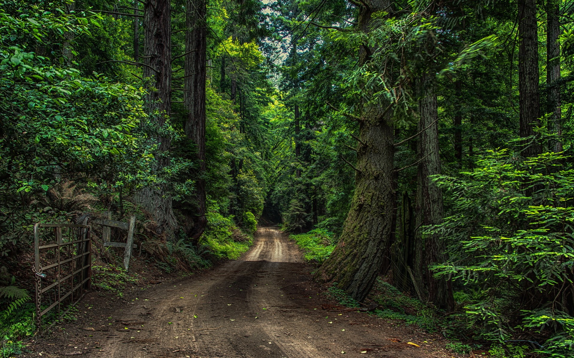 Dirt road through a dense forest HD Wallpaper