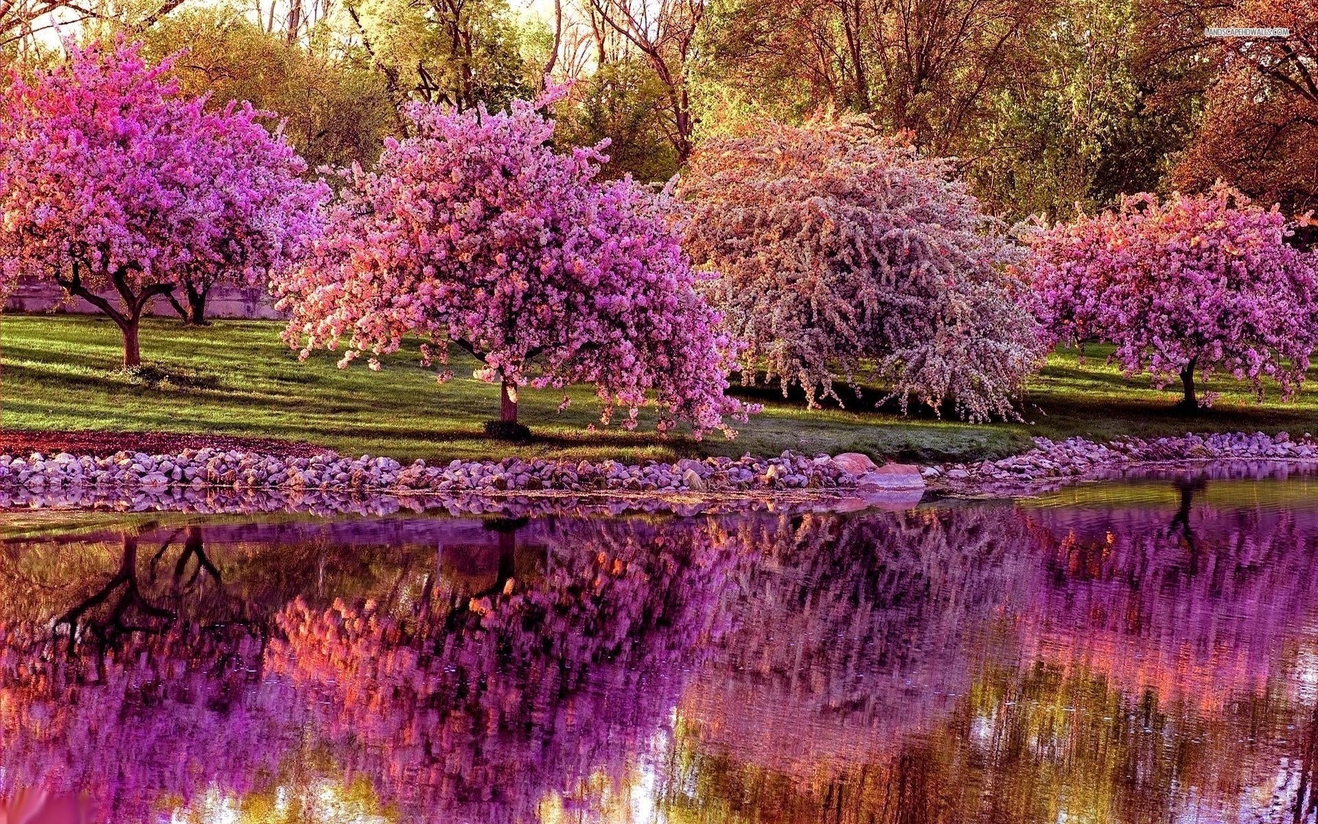 Pink flowering trees reflected in a pond HD Wallpaper