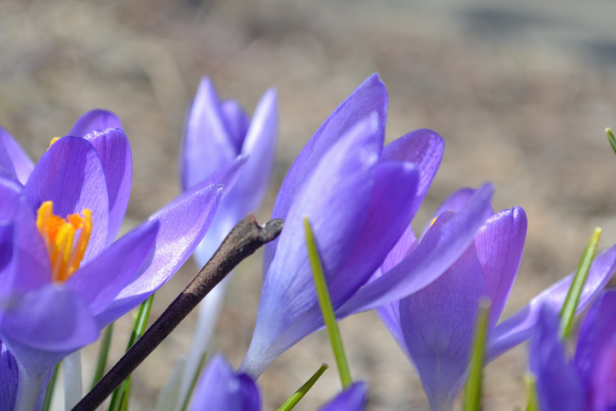 Purple Crocuses in Close-up HD Wallpaper