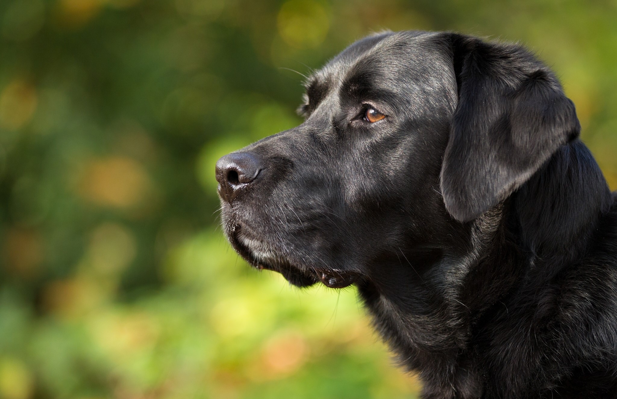 Black Labrador Retriever dog profile HD Wallpaper