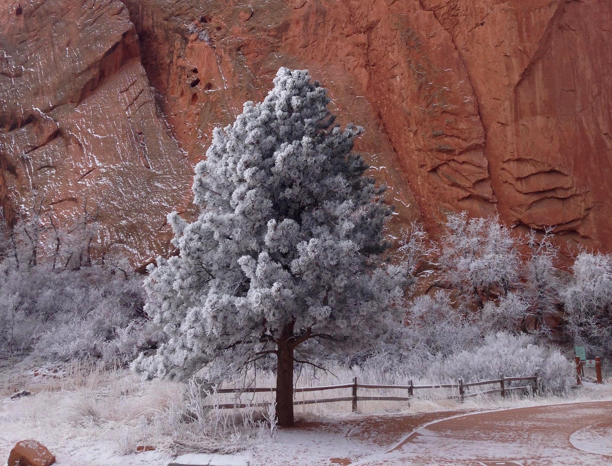 Pine tree covered in frost in front of red rock formations HD Wallpaper