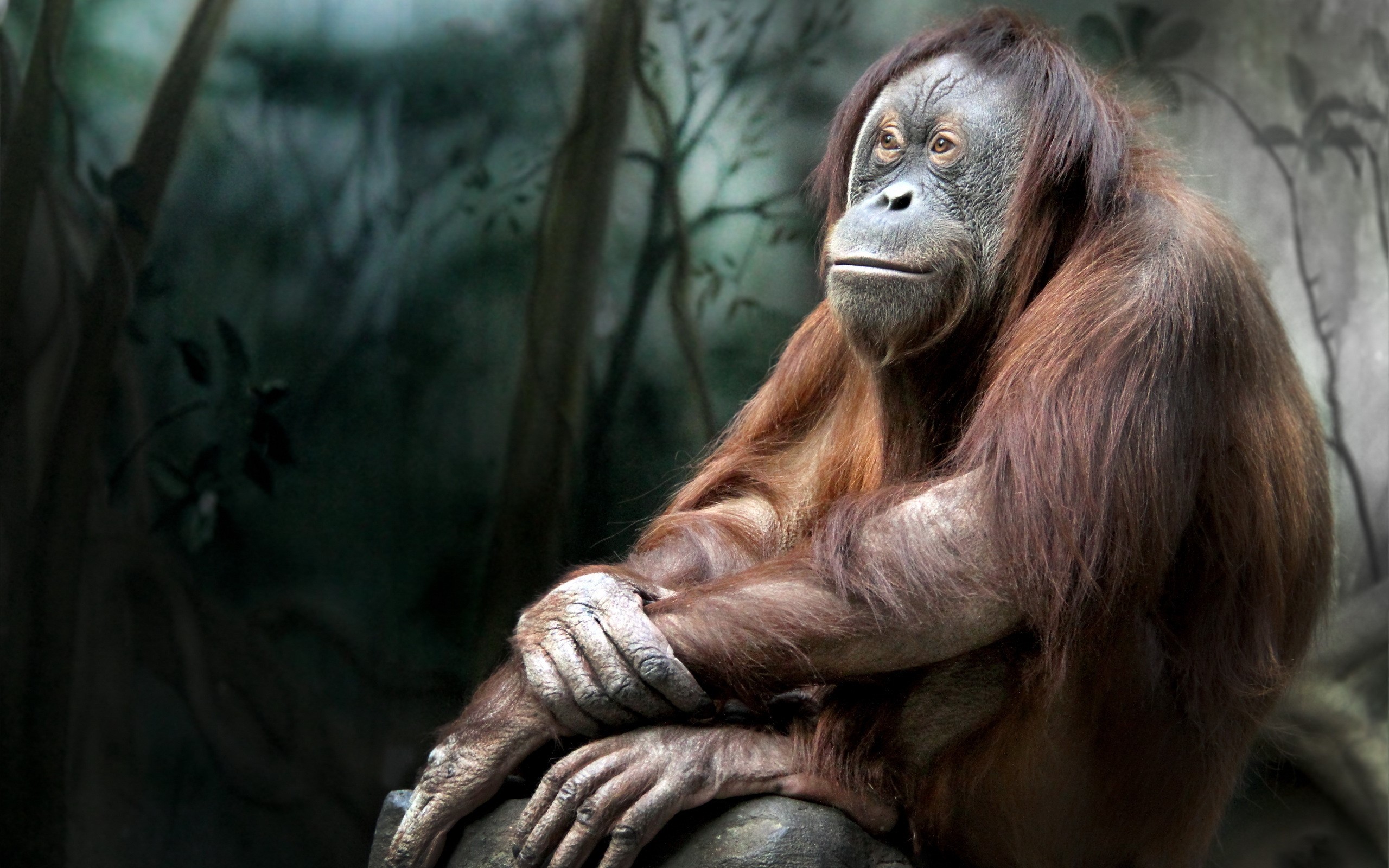Orangutan sitting in a forest setting HD Wallpaper