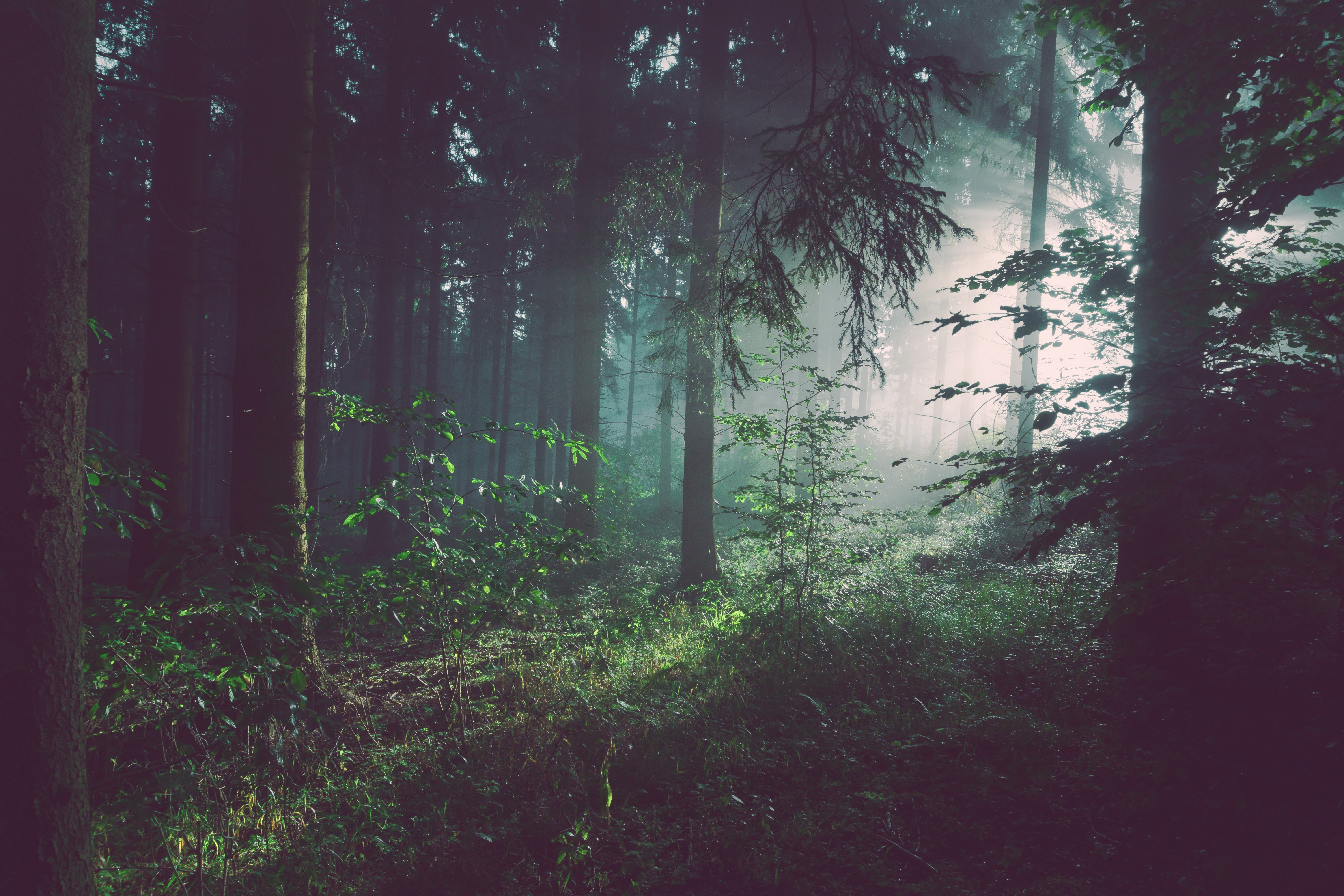 Sunlight filtering through a dark forest with trees HD Wallpaper
