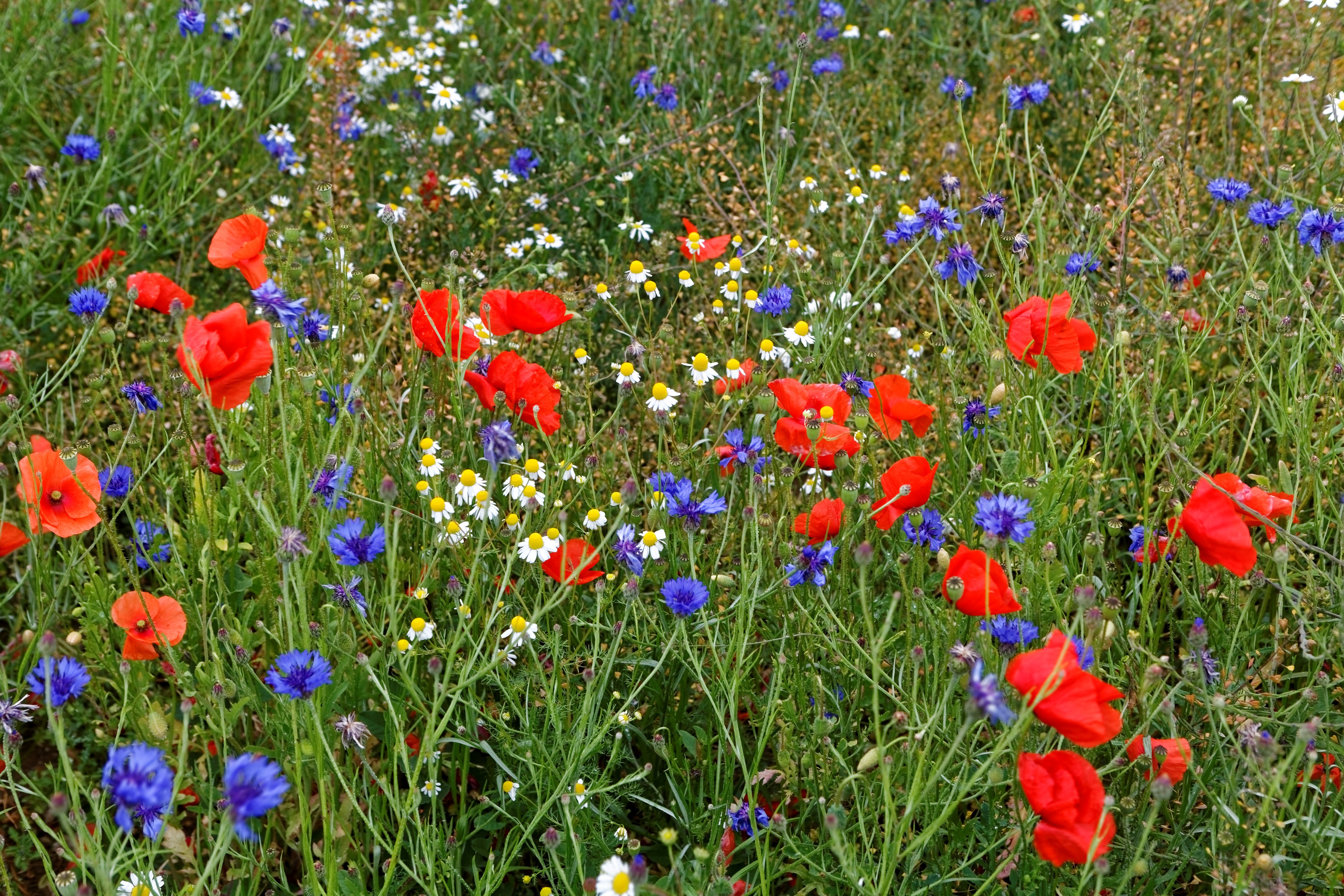 4K Poppies, Cornflowers, and Camomiles Field HD Wallpaper