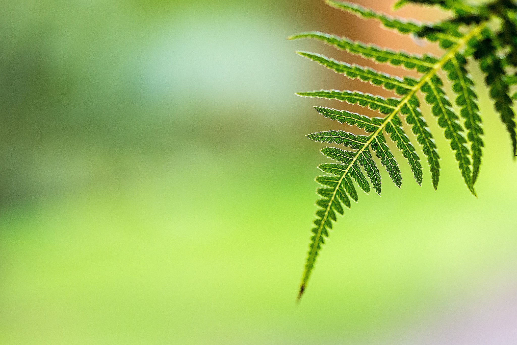 Green fern frond against a blurred background HD Wallpaper