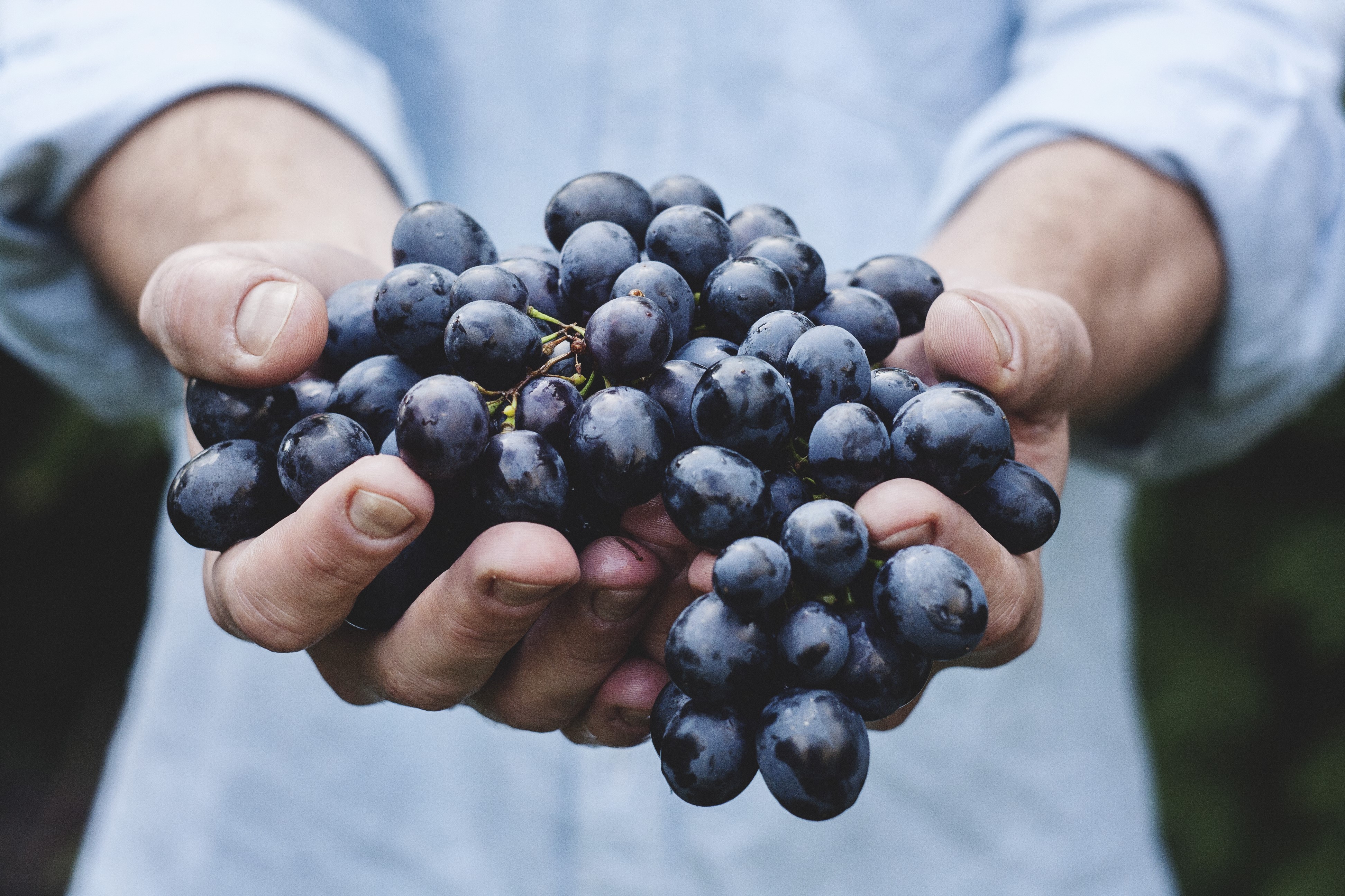 Grapes in Hands HD Wallpaper