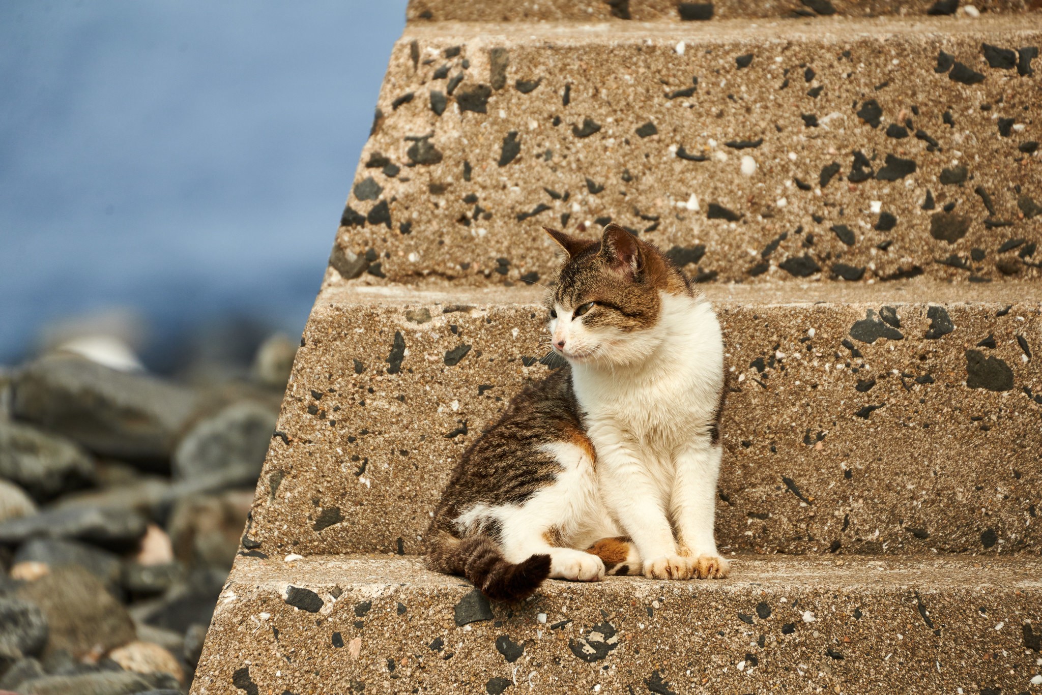 A cat sitting on concrete steps HD Wallpaper