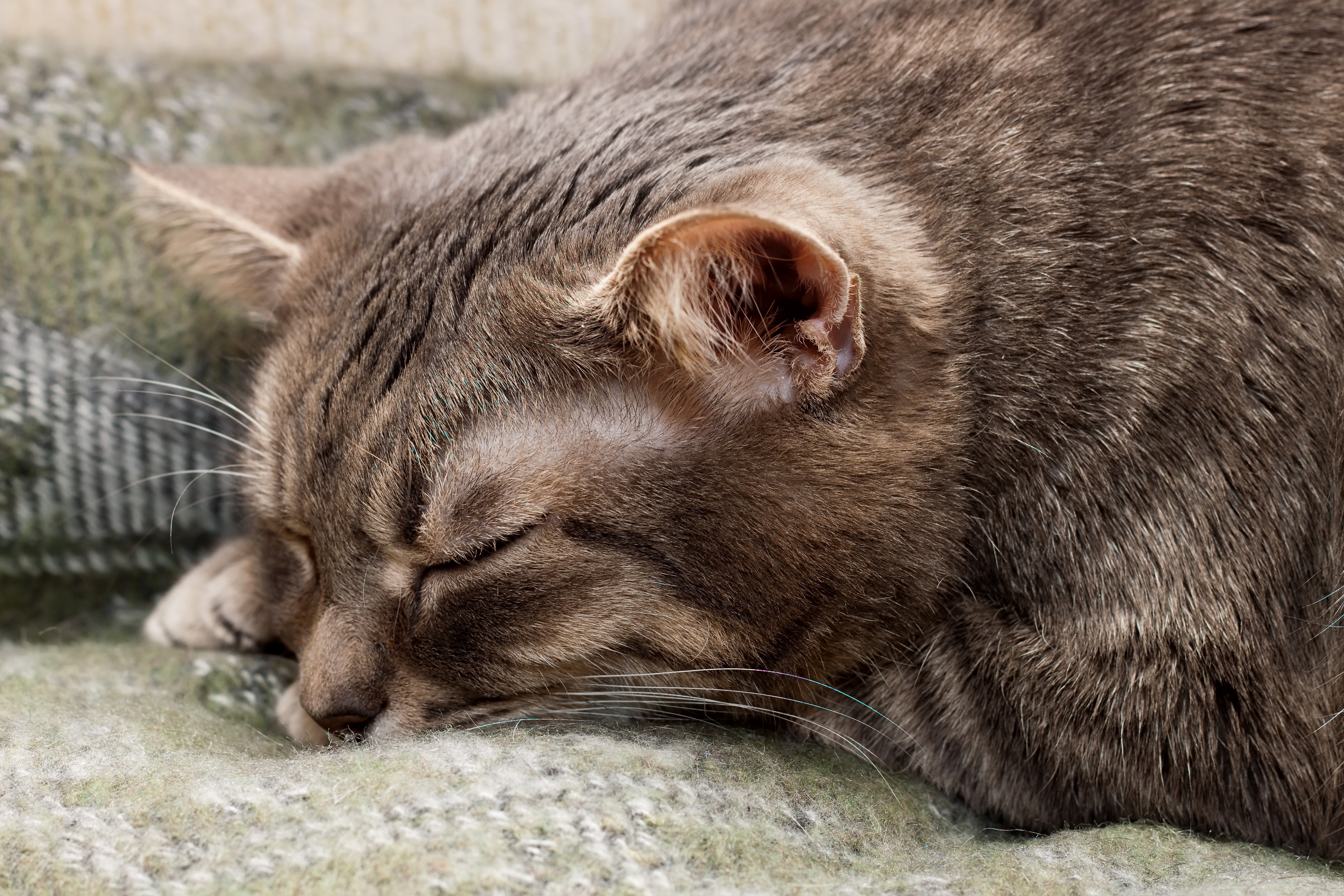 4K Cat Sleeping on Blanket HD Wallpaper