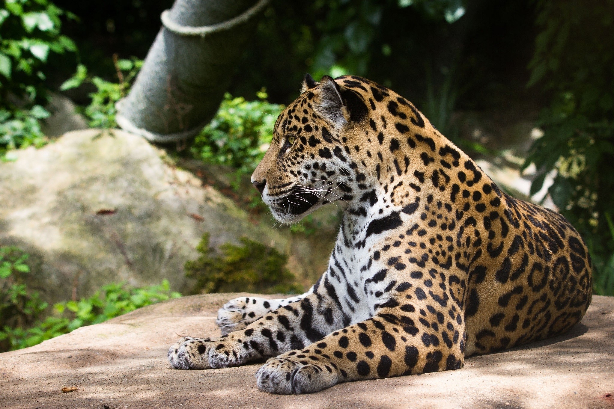 Jaguar resting on a rock HD Wallpaper