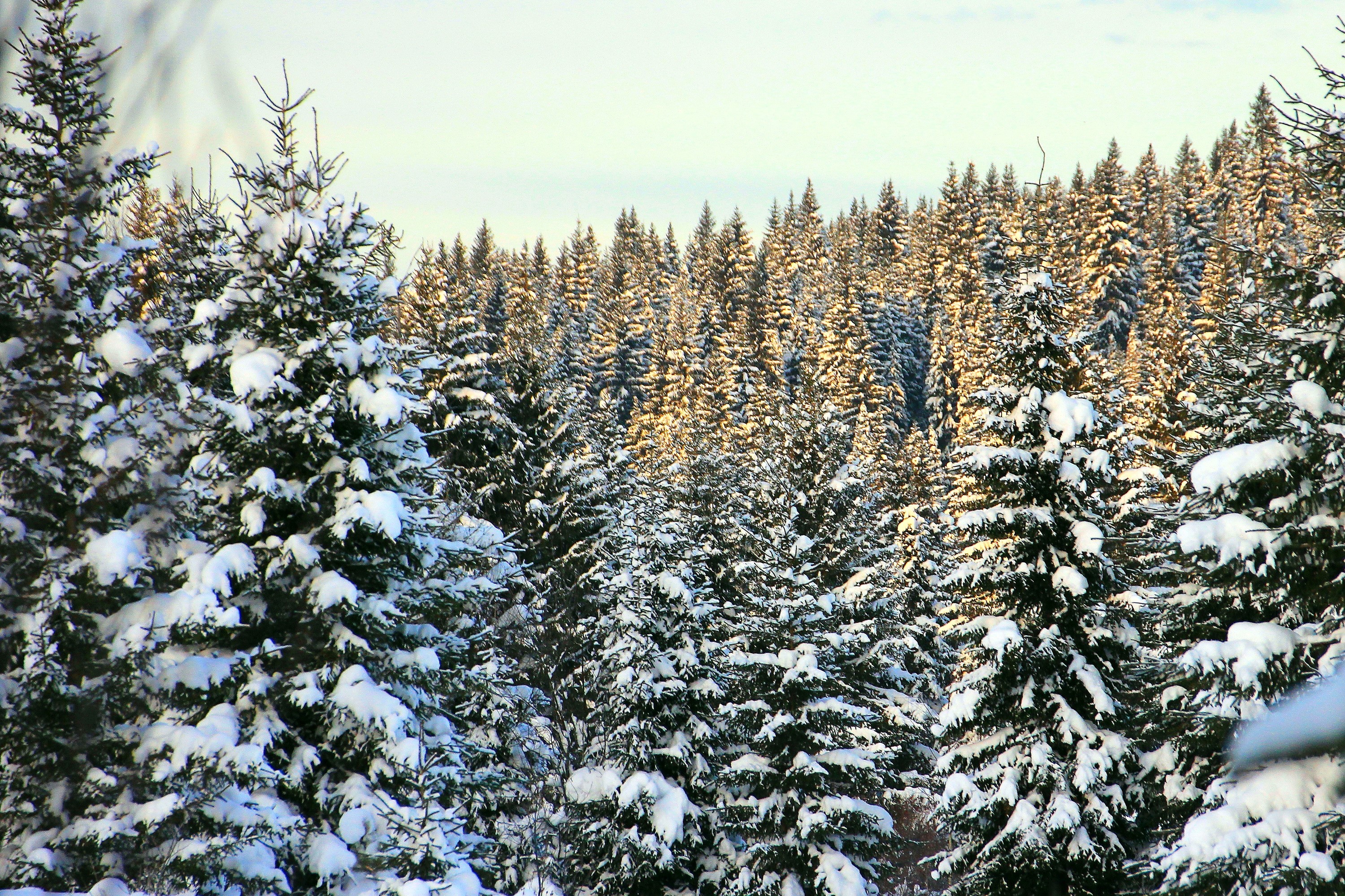 Snow-covered spruce forest in winter sunlight HD Wallpaper