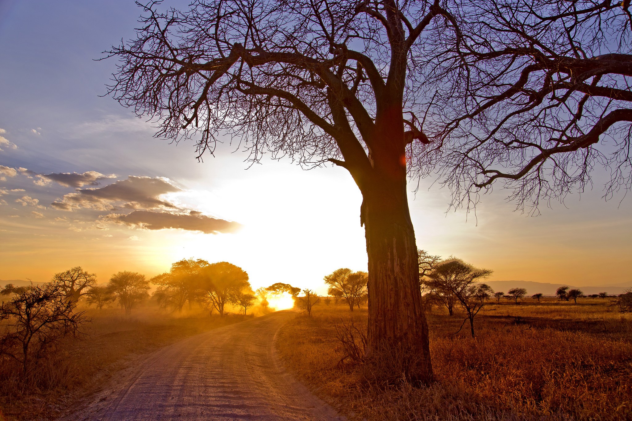 Dirt road through savanna with baobab tree at sunset HD Wallpaper