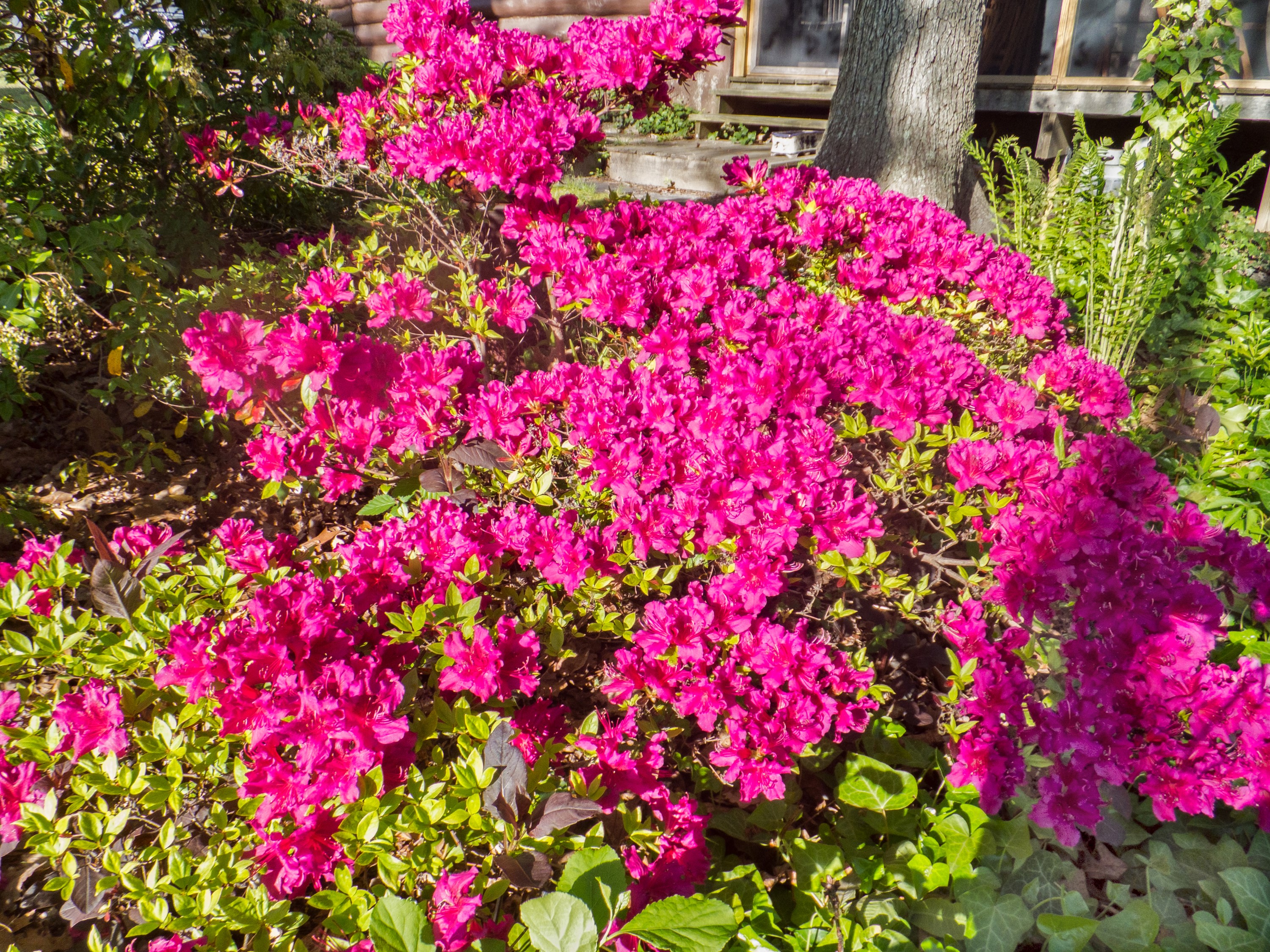 Bright pink Rhododendron flowers in a garden HD Wallpaper