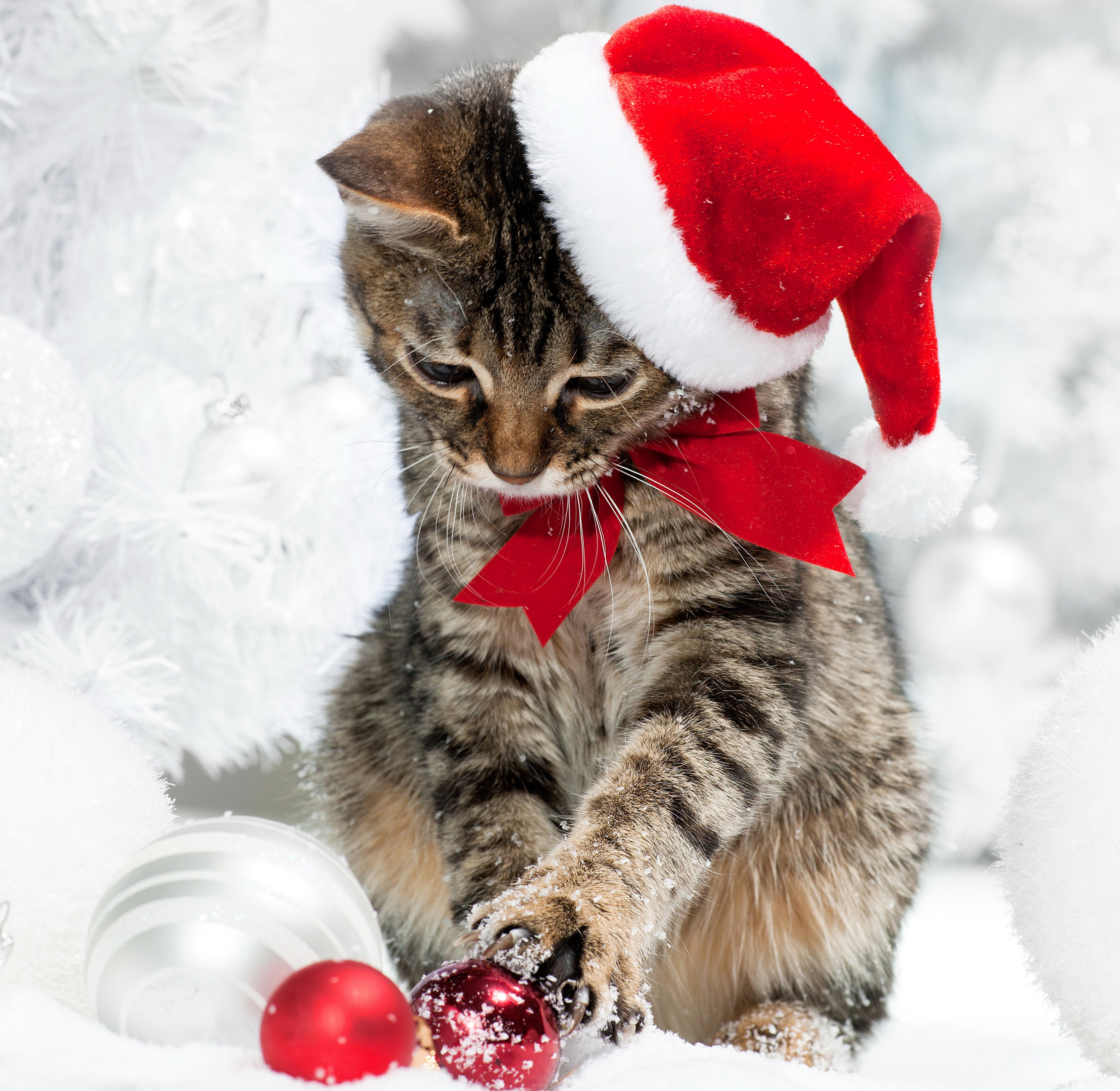Kitten wearing Santa hat with Christmas ornaments HD Wallpaper