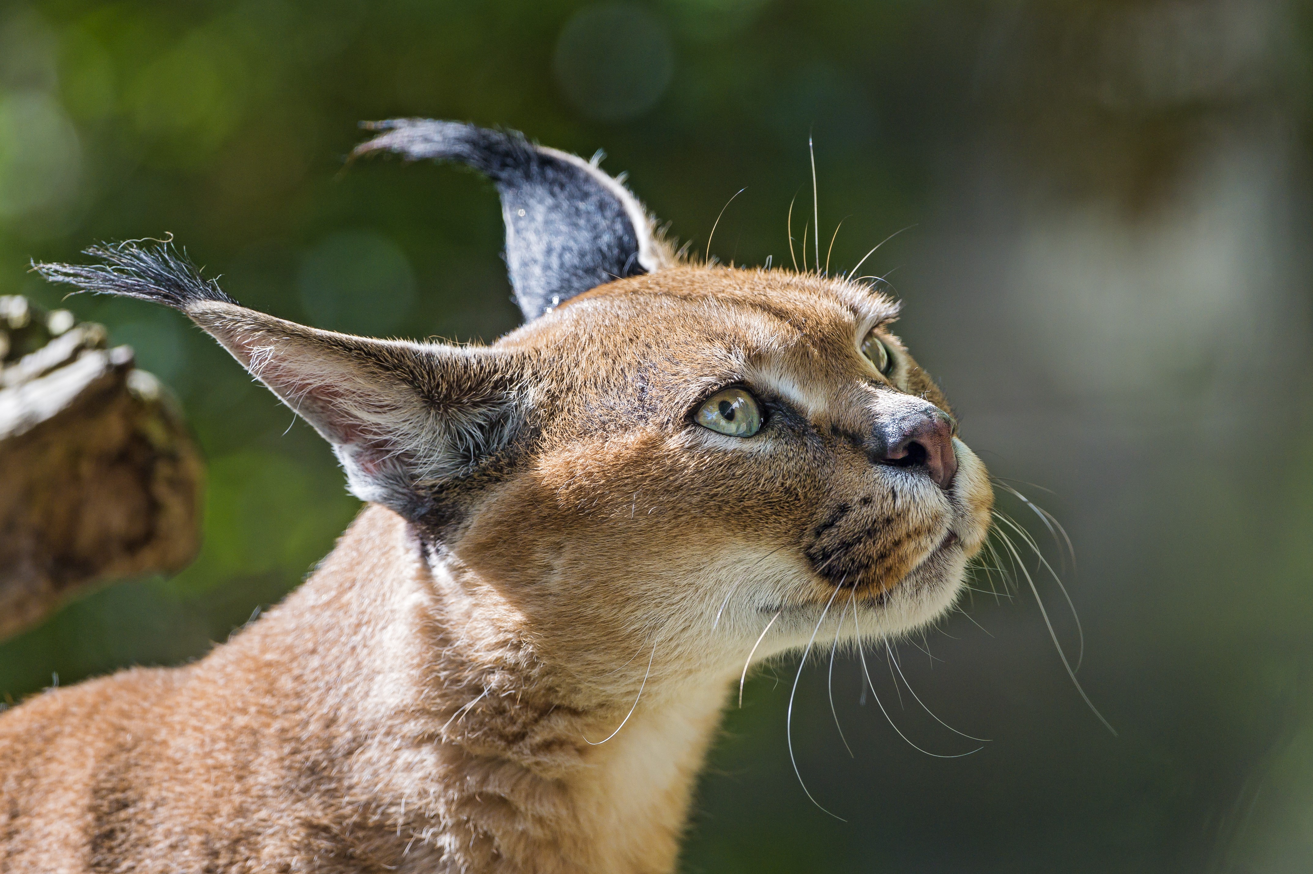 4K Close-up of Lynx Glancing Sideways HD Wallpaper