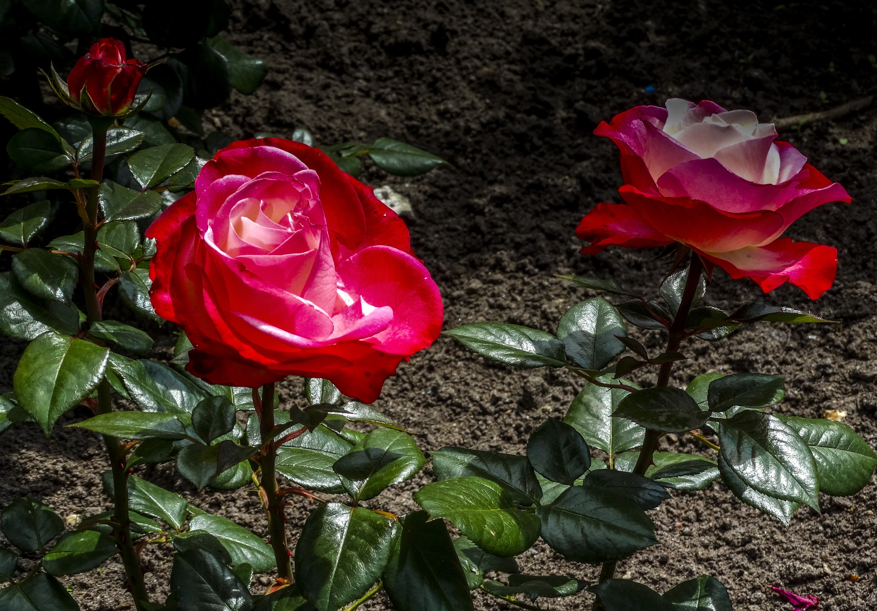 Two red and white roses and a rose bud HD Wallpaper