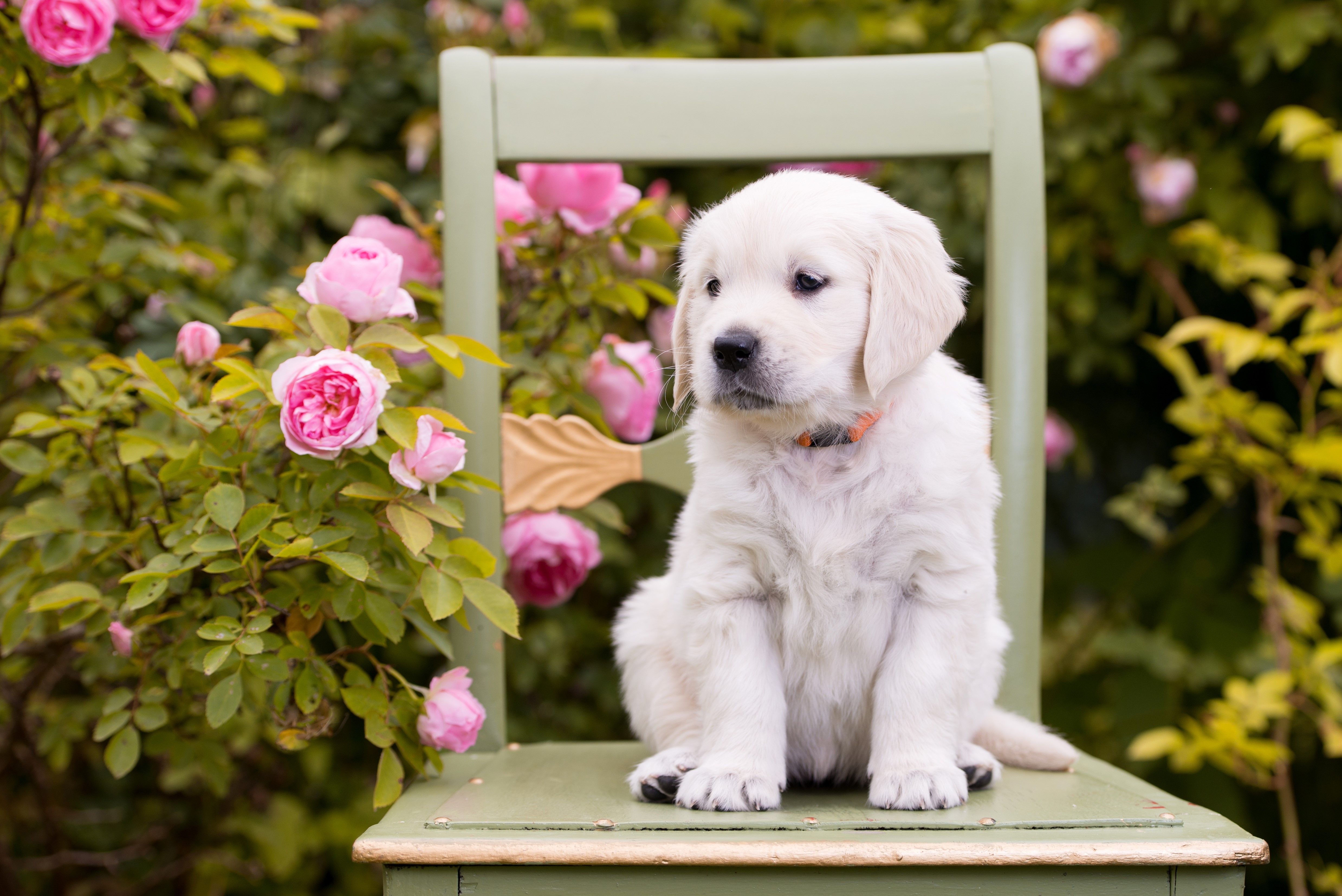 Golden Retriever puppy sitting on a chair with roses HD Wallpaper