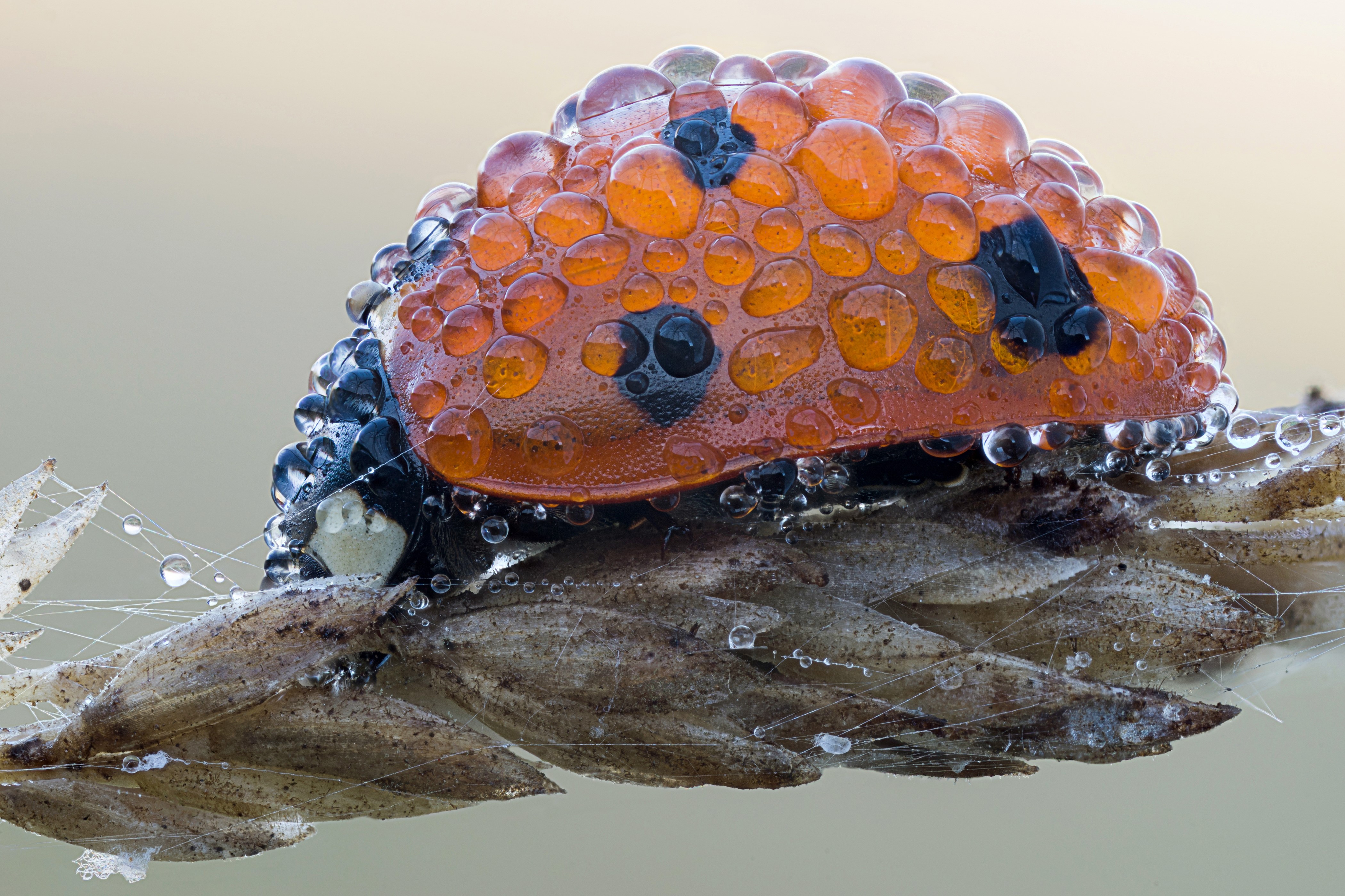 4K Ladybug Covered in Water Drops on Plant HD Wallpaper