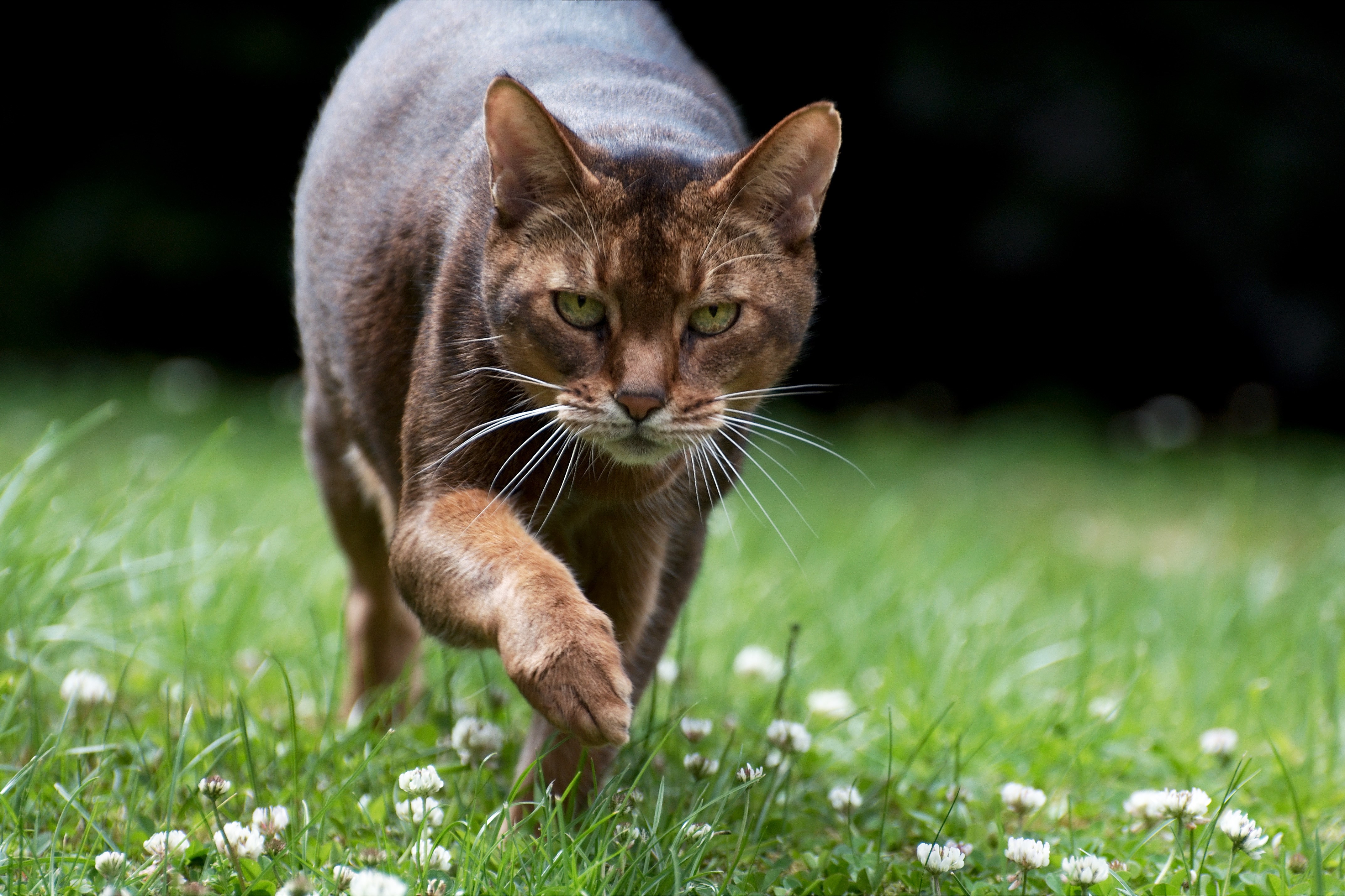 Abyssinian cat walking on grass HD Wallpaper