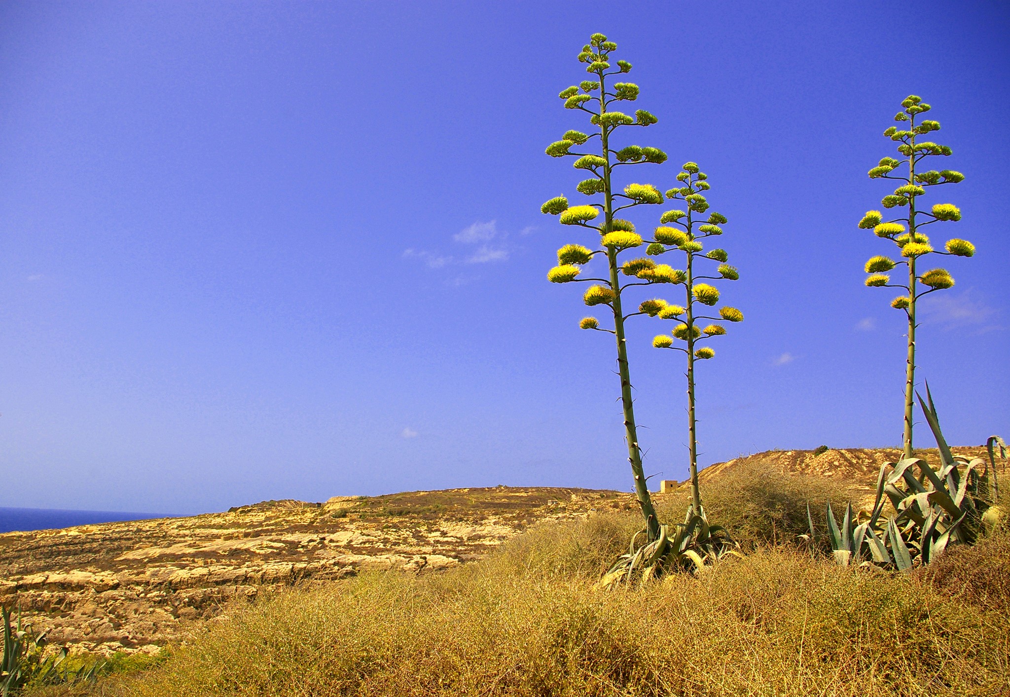 Agave flowers bloom against a blue sky in Malta HD Wallpaper