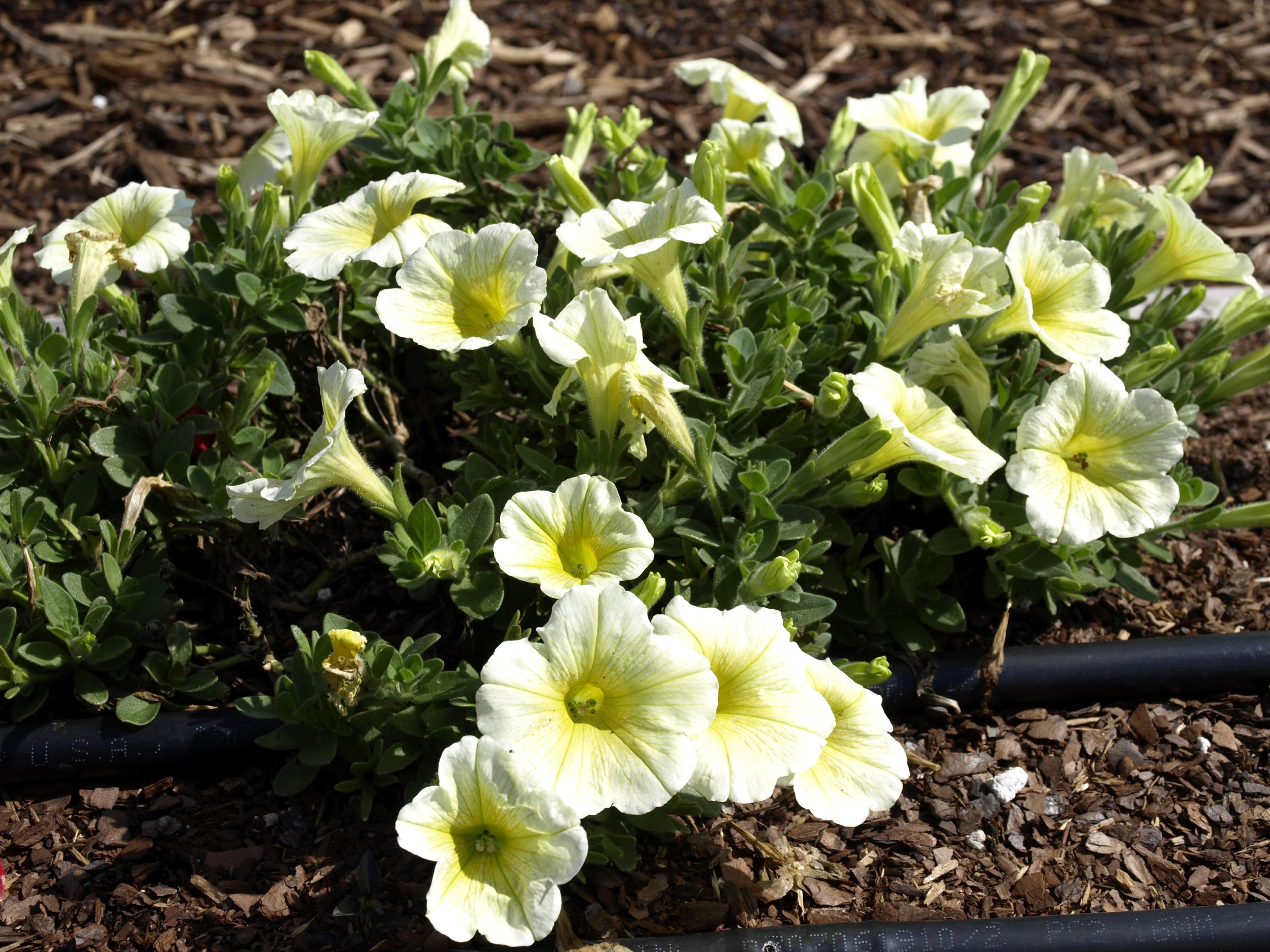 Pale yellow petunias blooming in mulch HD Wallpaper