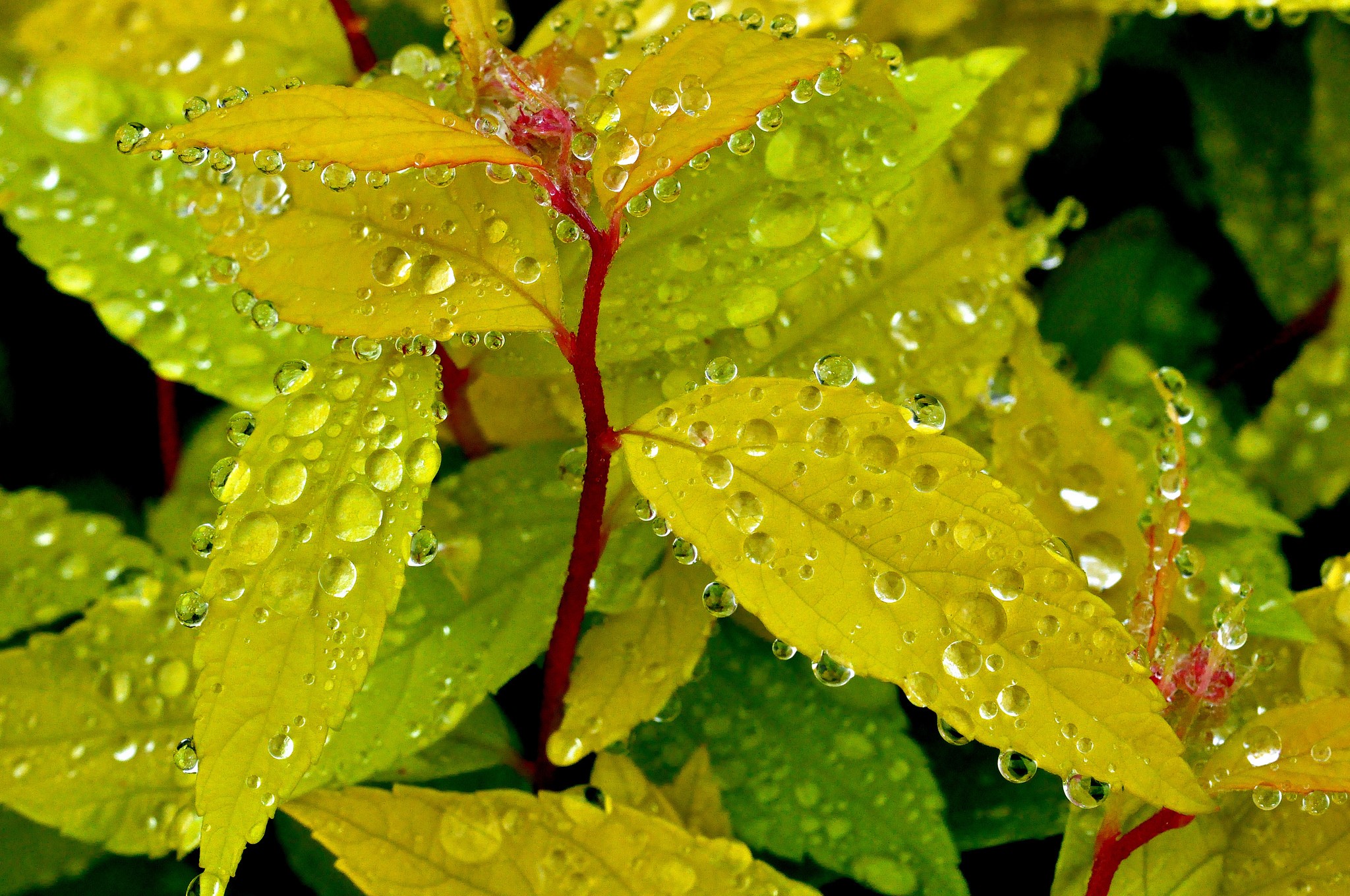 Close-up of wet yellow and green leaves HD Wallpaper