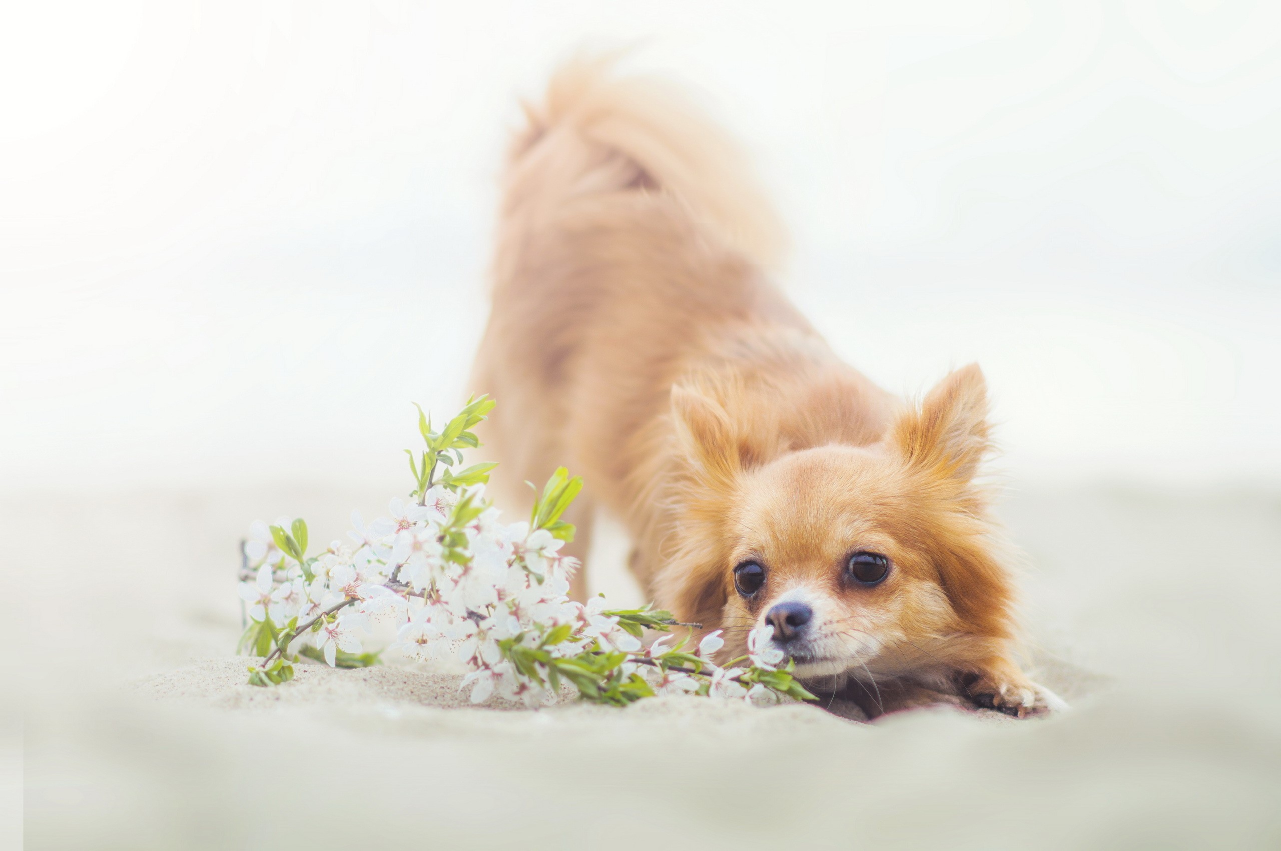 Long-haired Chihuahua with flowers on sand HD Wallpaper