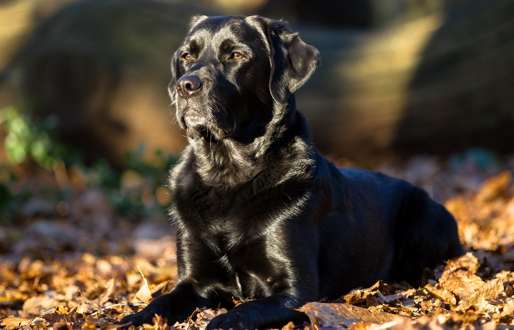 Black Labrador Retriever lying on autumn leaves HD Wallpaper