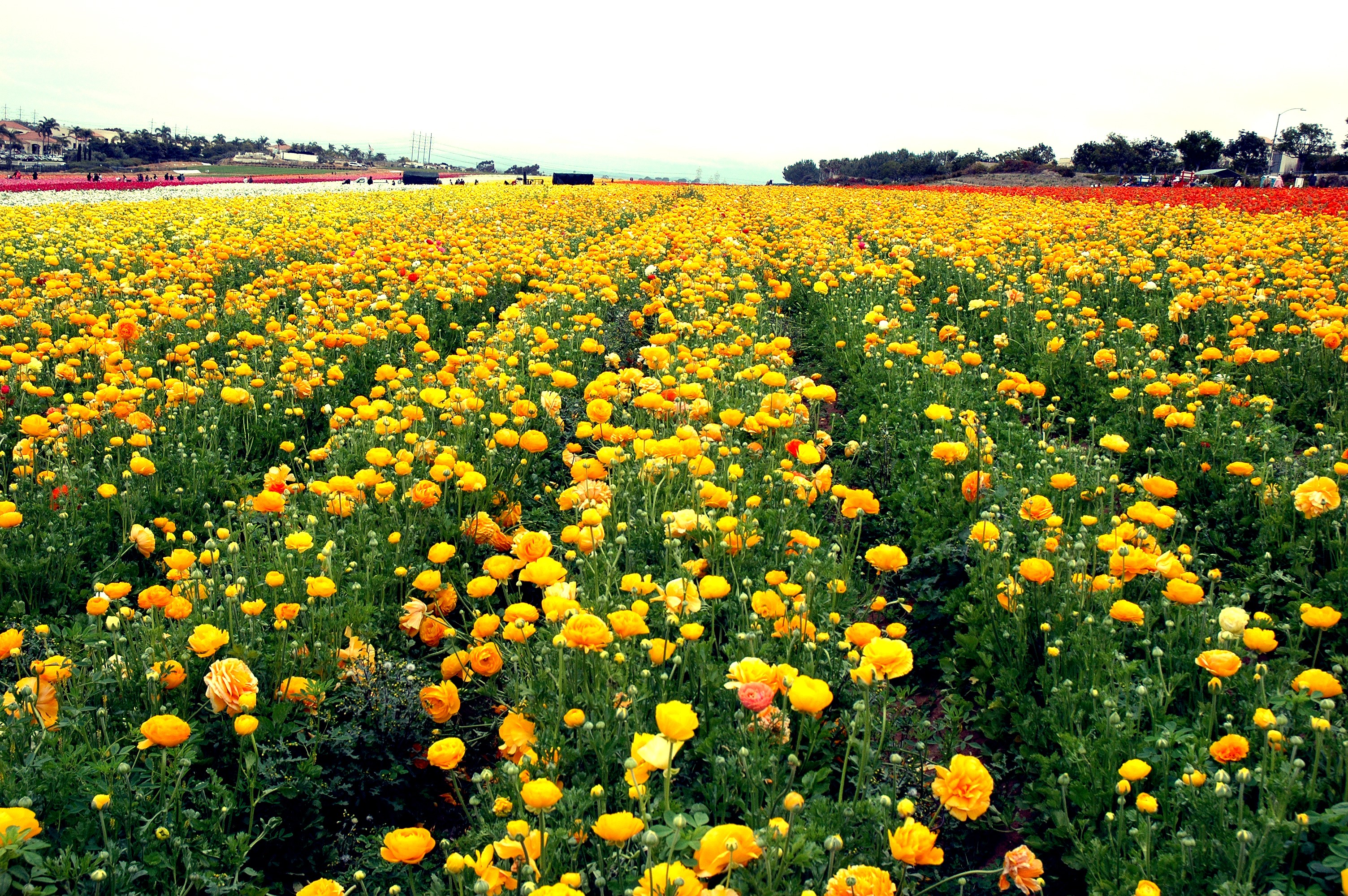 Field of Yellow Ranunculus Flowers HD Wallpaper
