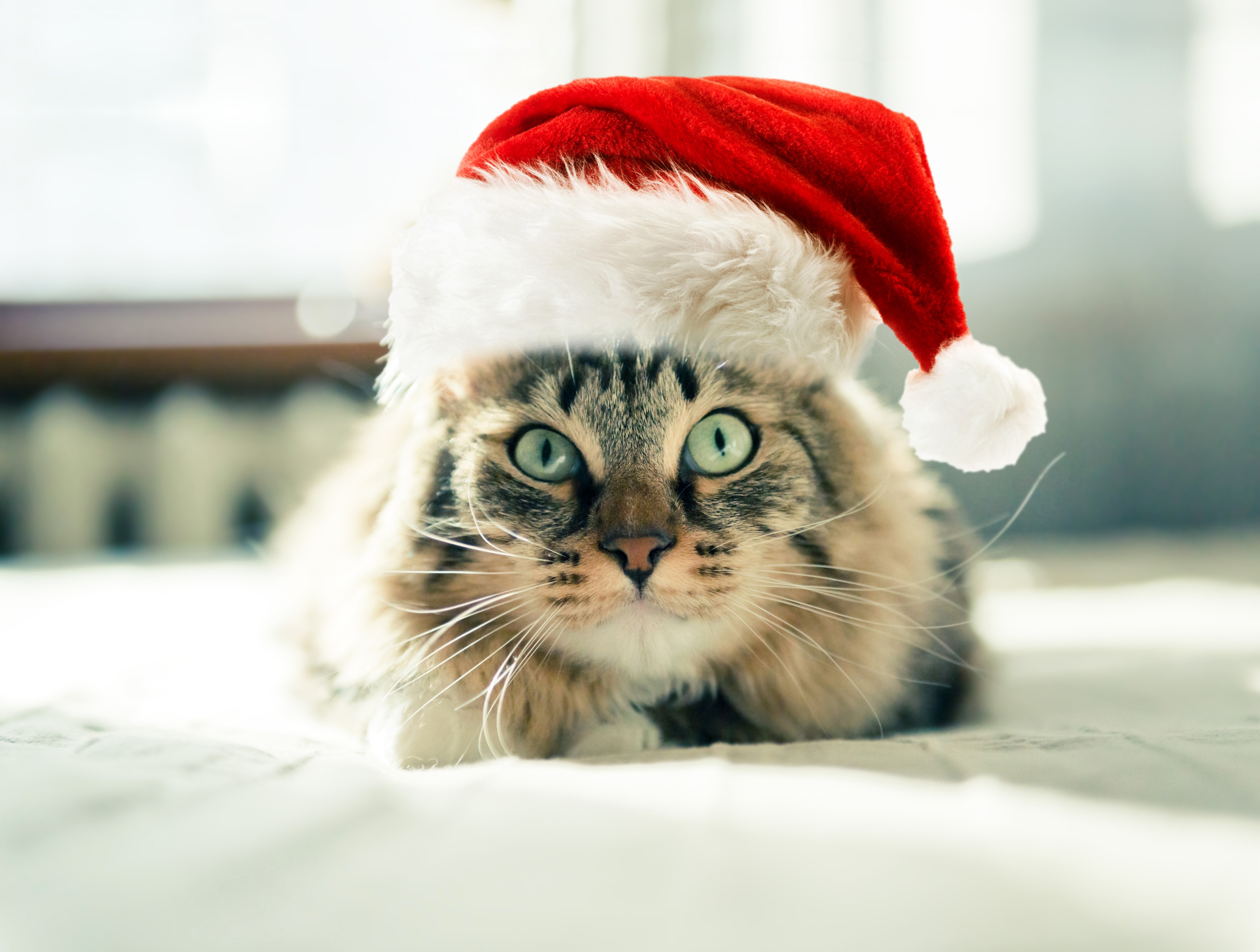 Cat wearing a Santa hat HD Wallpaper