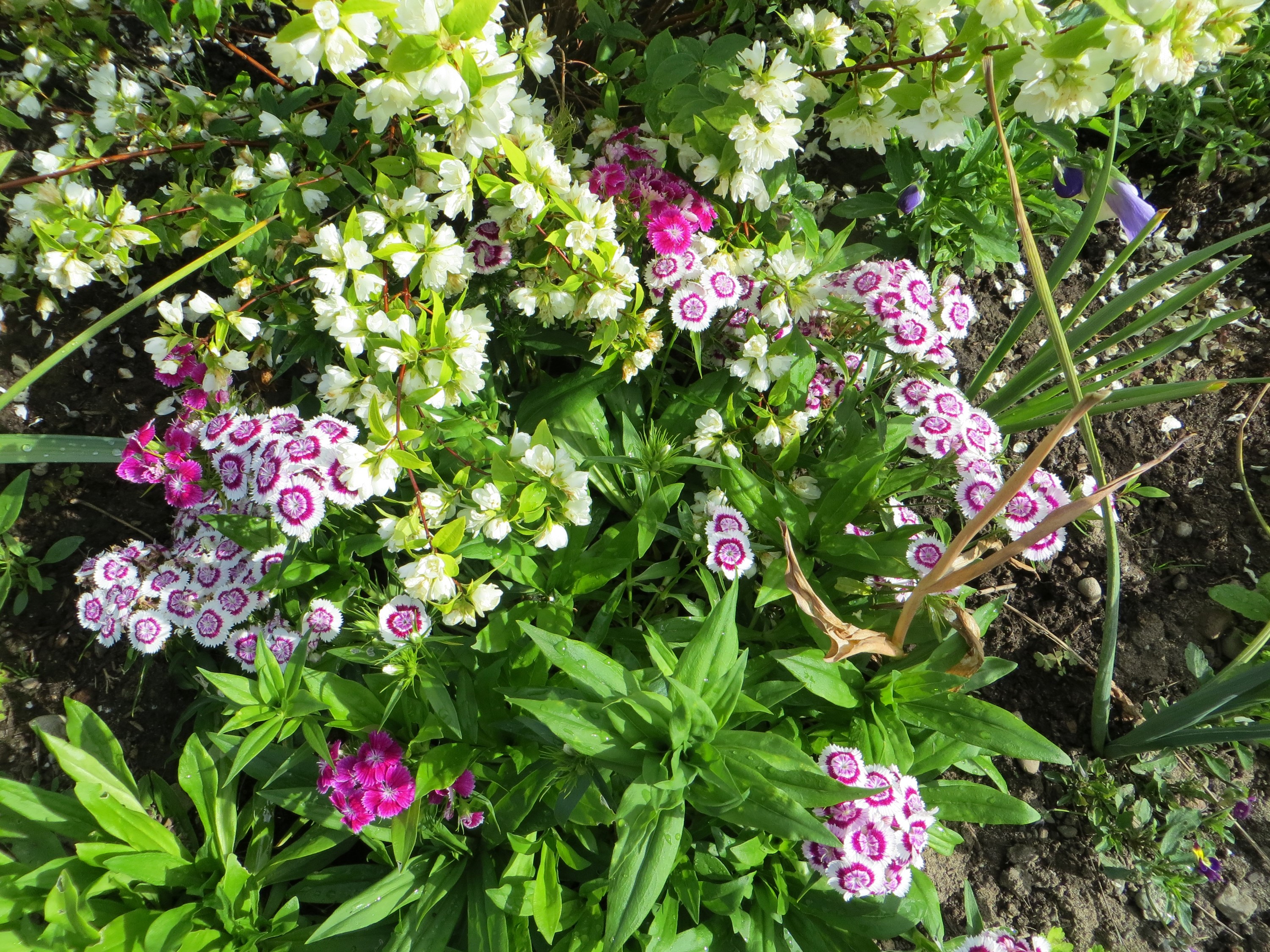 Dianthus flowers with white and pink petals HD Wallpaper