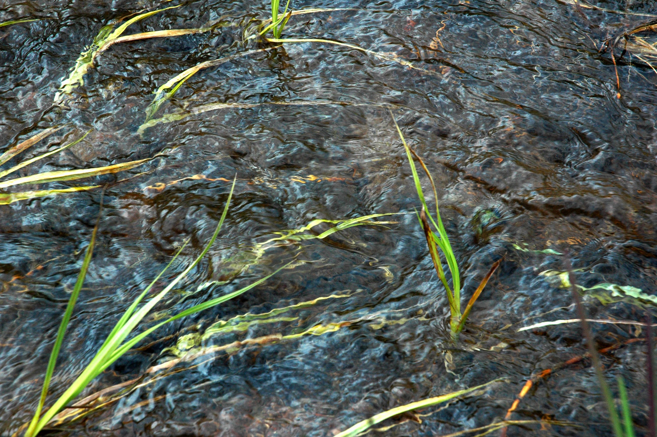 Water flowing over rocks with grass HD Wallpaper