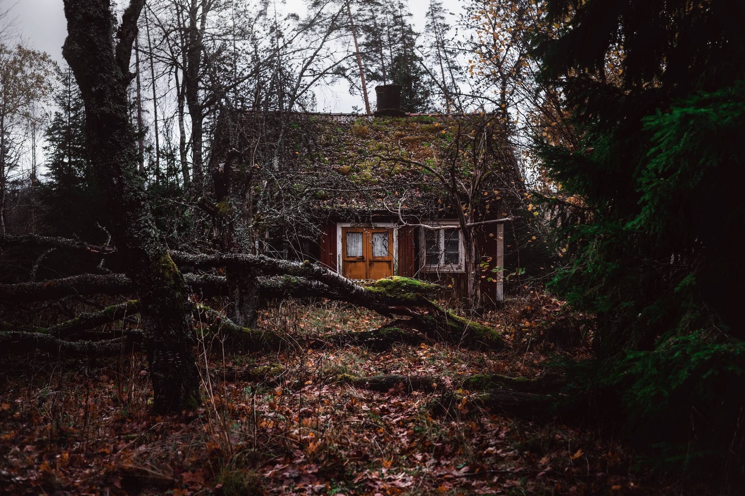 Abandoned house in a dark forest HD Wallpaper